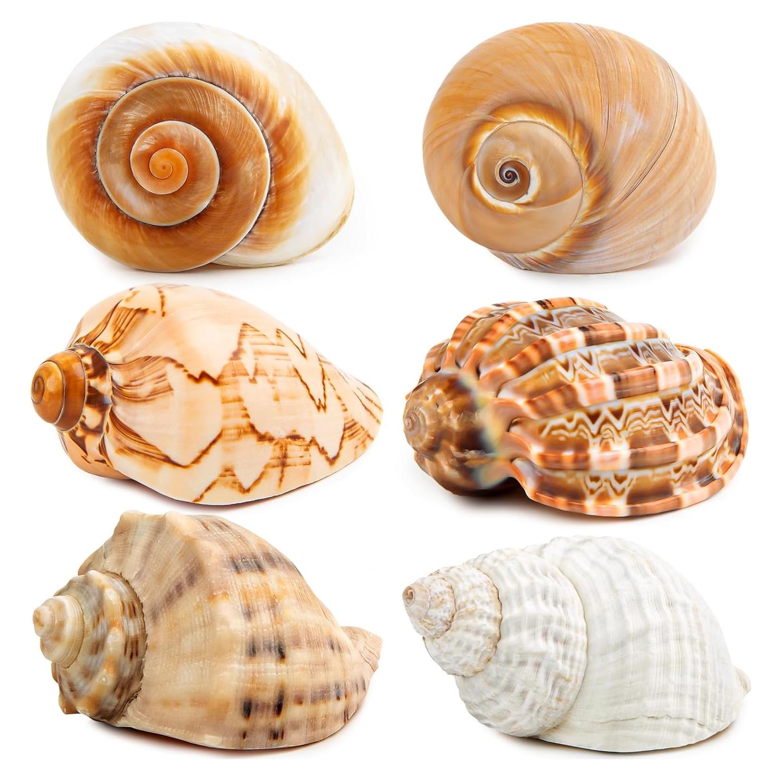 6PCS Conchas de Cangrejo Ermitaño WeDoSoy 3-3.5" (7.62-8.89 cm)