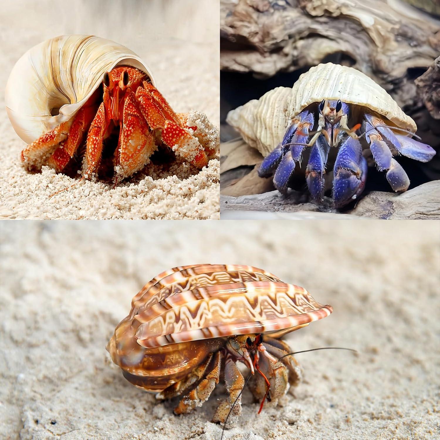 6PCS Conchas de Cangrejo Ermitaño WeDoSoy 3-3.5" (7.62-8.89 cm)