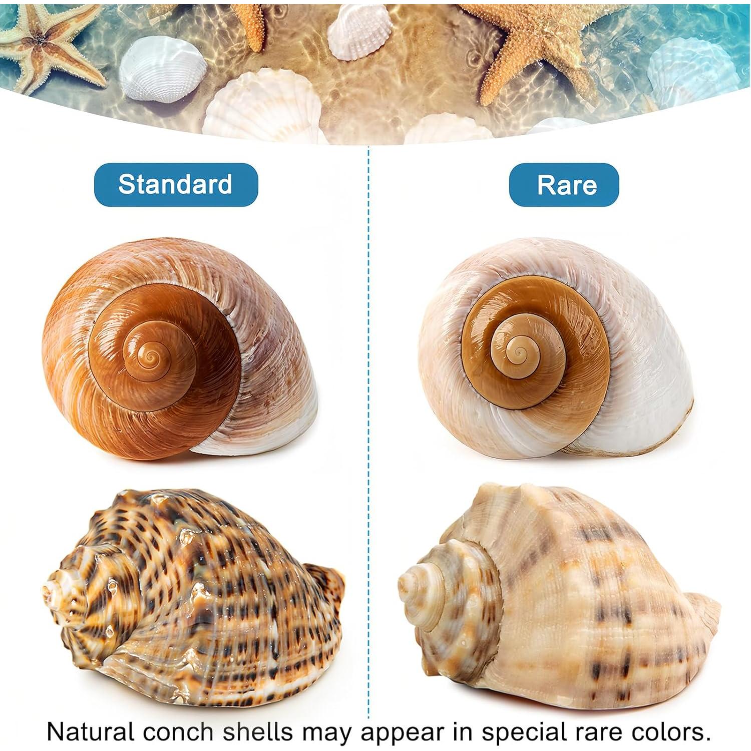 6PCS Conchas de Cangrejo Ermitaño WeDoSoy 3-3.5" (7.62-8.89 cm)