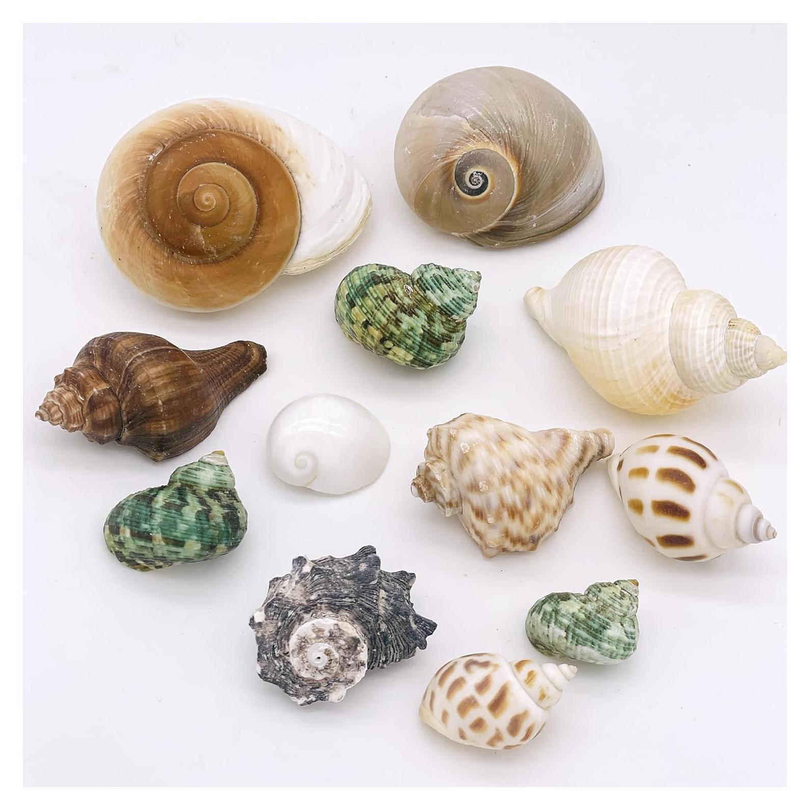 12 Conchas de Cangrejo Ermitaño Wanwanzi Naturales 4.1-8.1cm