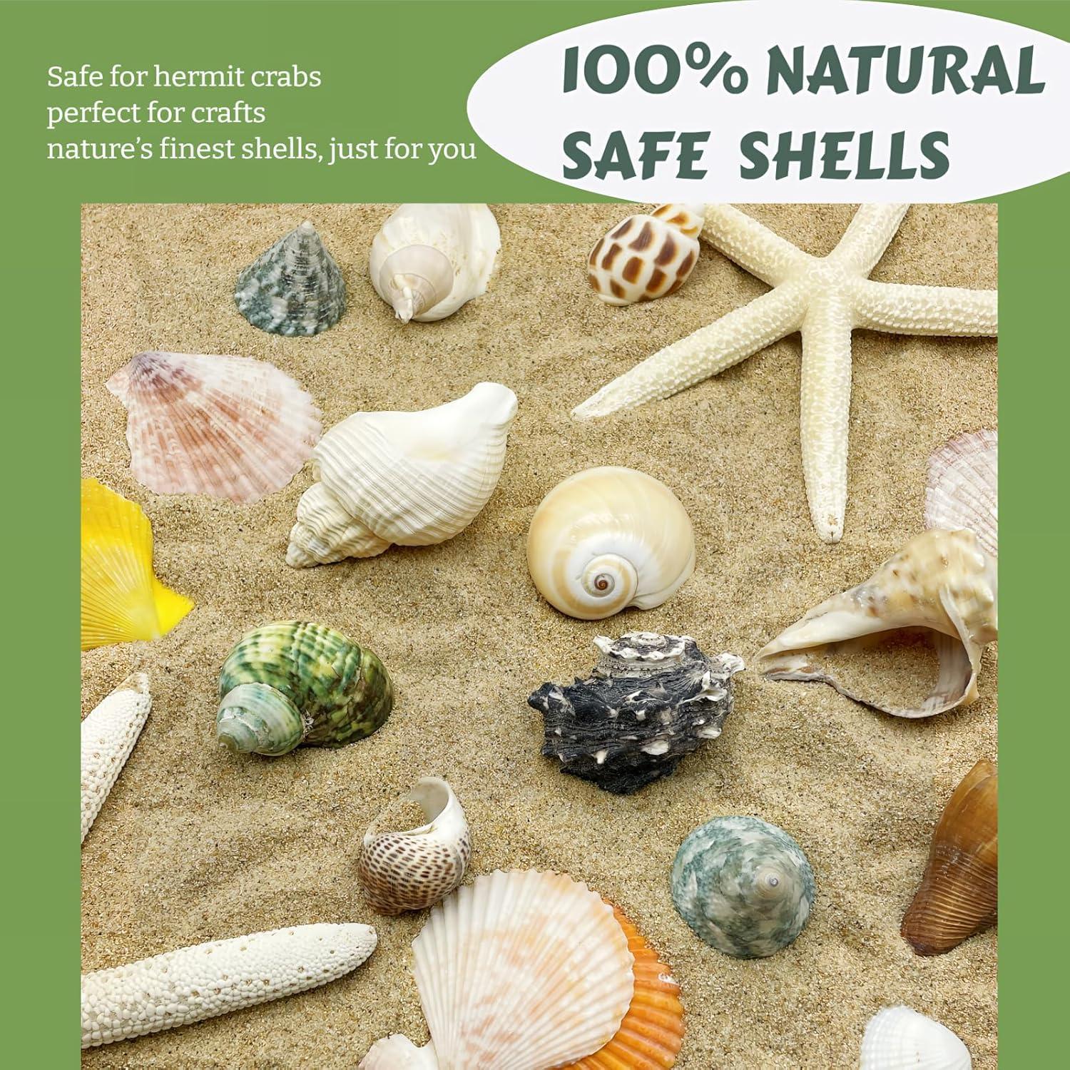 12 Conchas de Cangrejo Ermitaño Wanwanzi Naturales 4.1-8.1cm