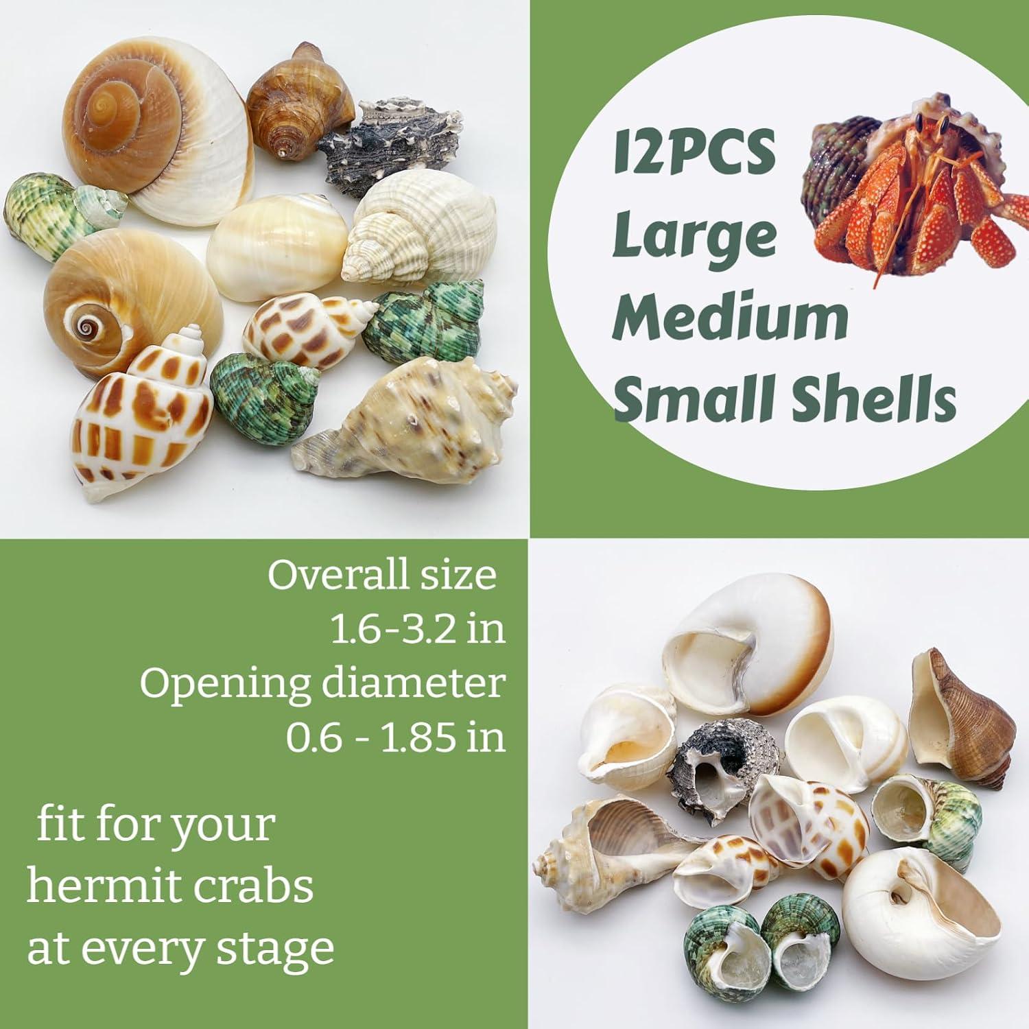 12 Conchas de Cangrejo Ermitaño Wanwanzi Naturales 4.1-8.1cm