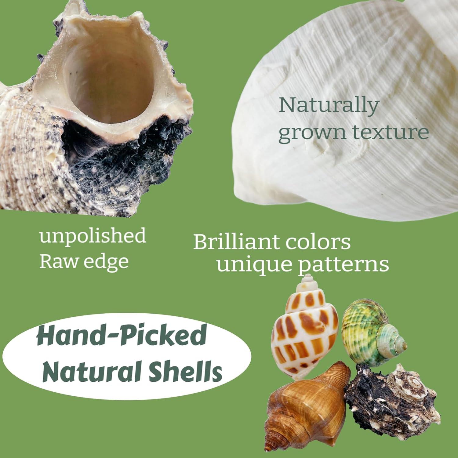 12 Conchas de Cangrejo Ermitaño Wanwanzi Naturales 4.1-8.1cm