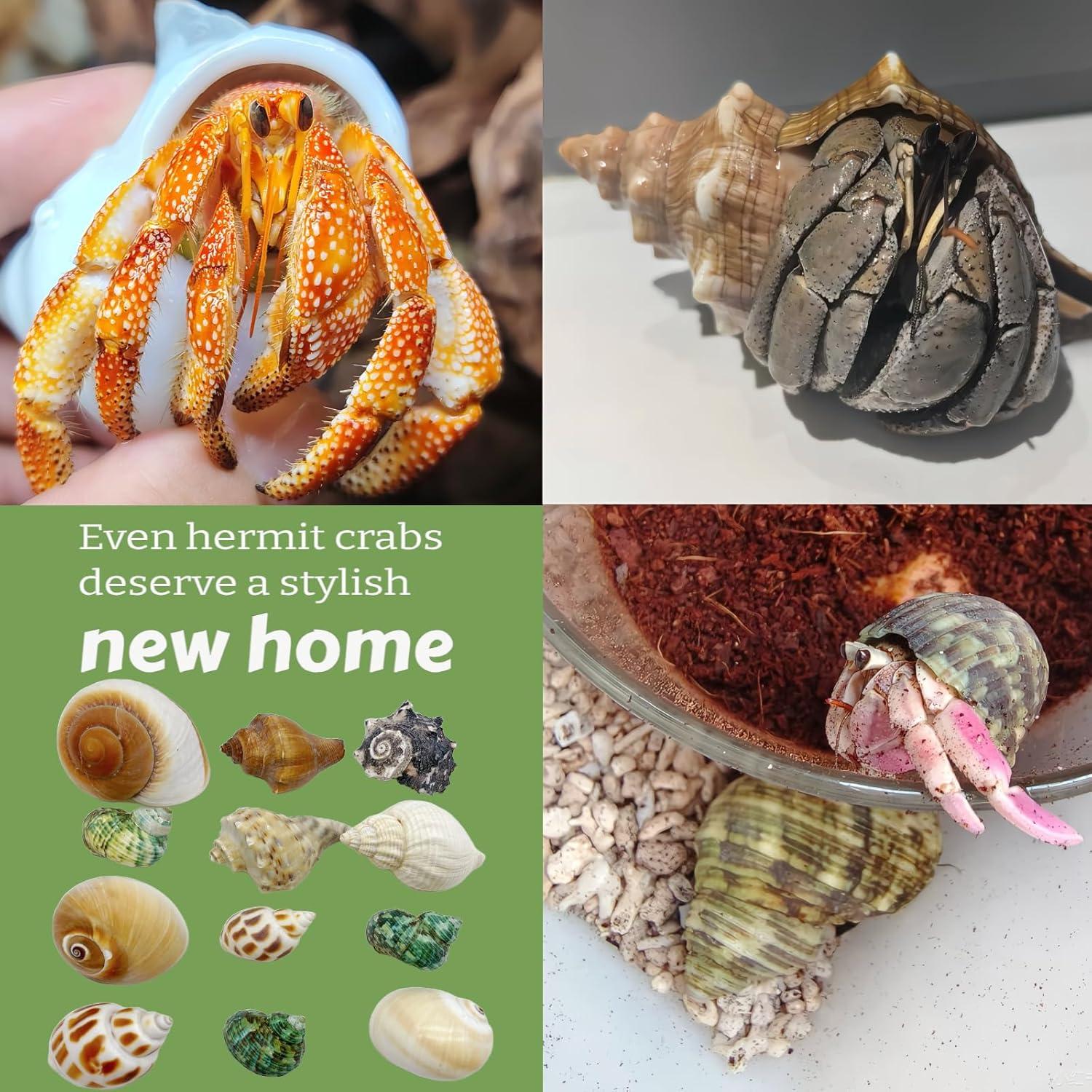 12 Conchas de Cangrejo Ermitaño Wanwanzi Naturales 4.1-8.1cm