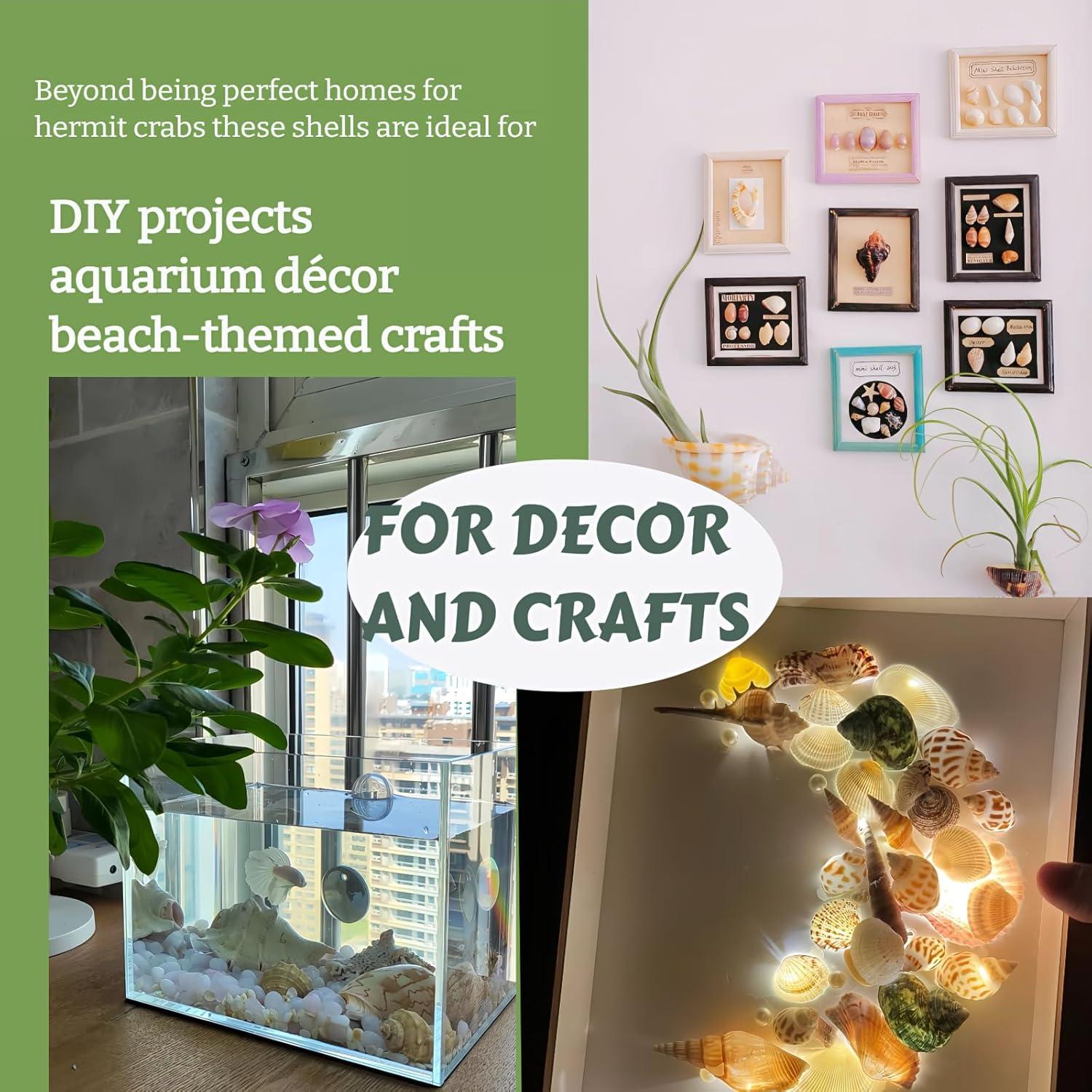 12 Conchas de Cangrejo Ermitaño Wanwanzi Naturales 4.1-8.1cm