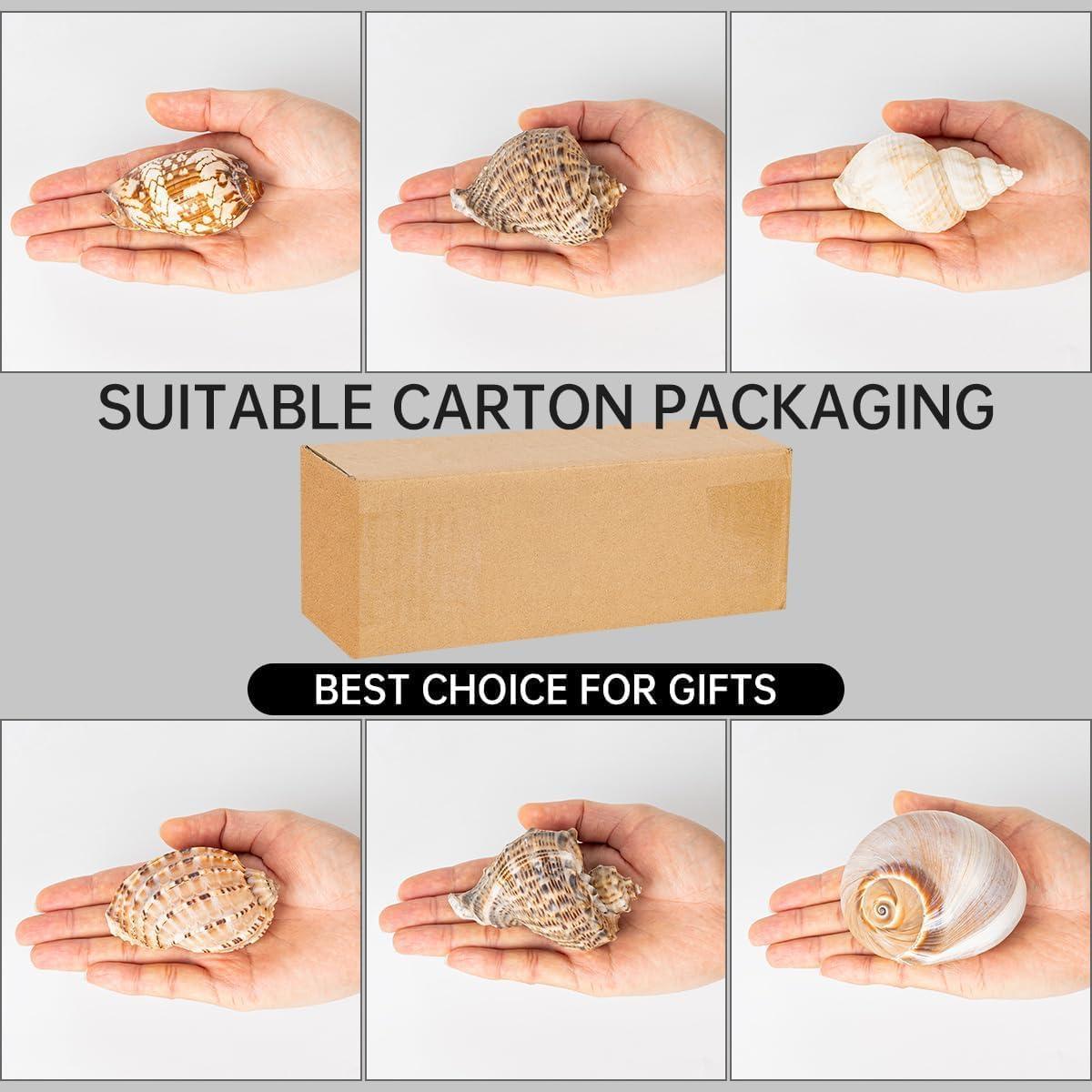 6PCS Conchas Grandes para Cangrejo Ermitaño BAIHILIU 7.1-9.9cm