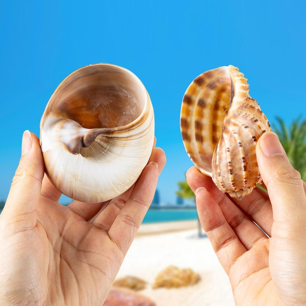 6PCS Conchas Grandes para Cangrejo Ermitaño BAIHILIU 7.1-9.9cm