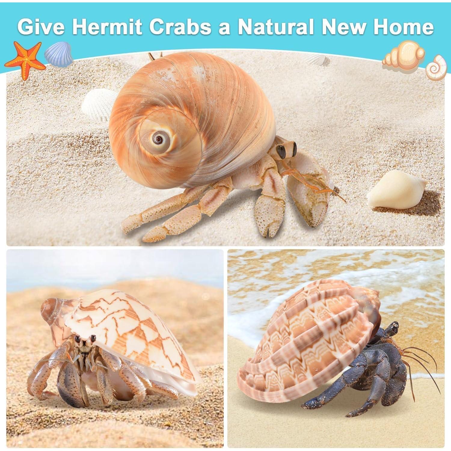 6PCS Conchas Grandes para Cangrejo Ermitaño BAIHILIU 7.1-9.9cm