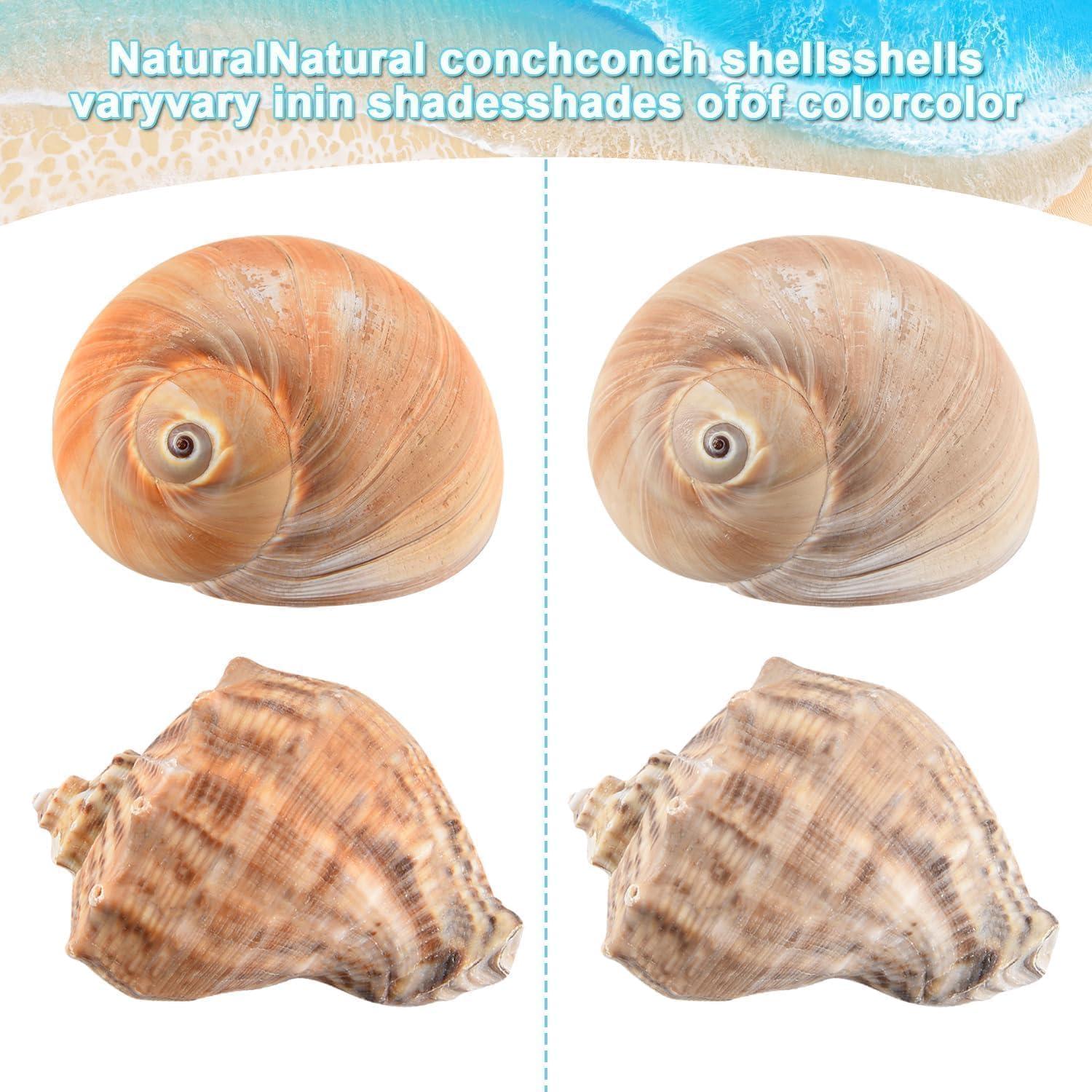 6PCS Conchas Grandes para Cangrejo Ermitaño BAIHILIU 7.1-9.9cm