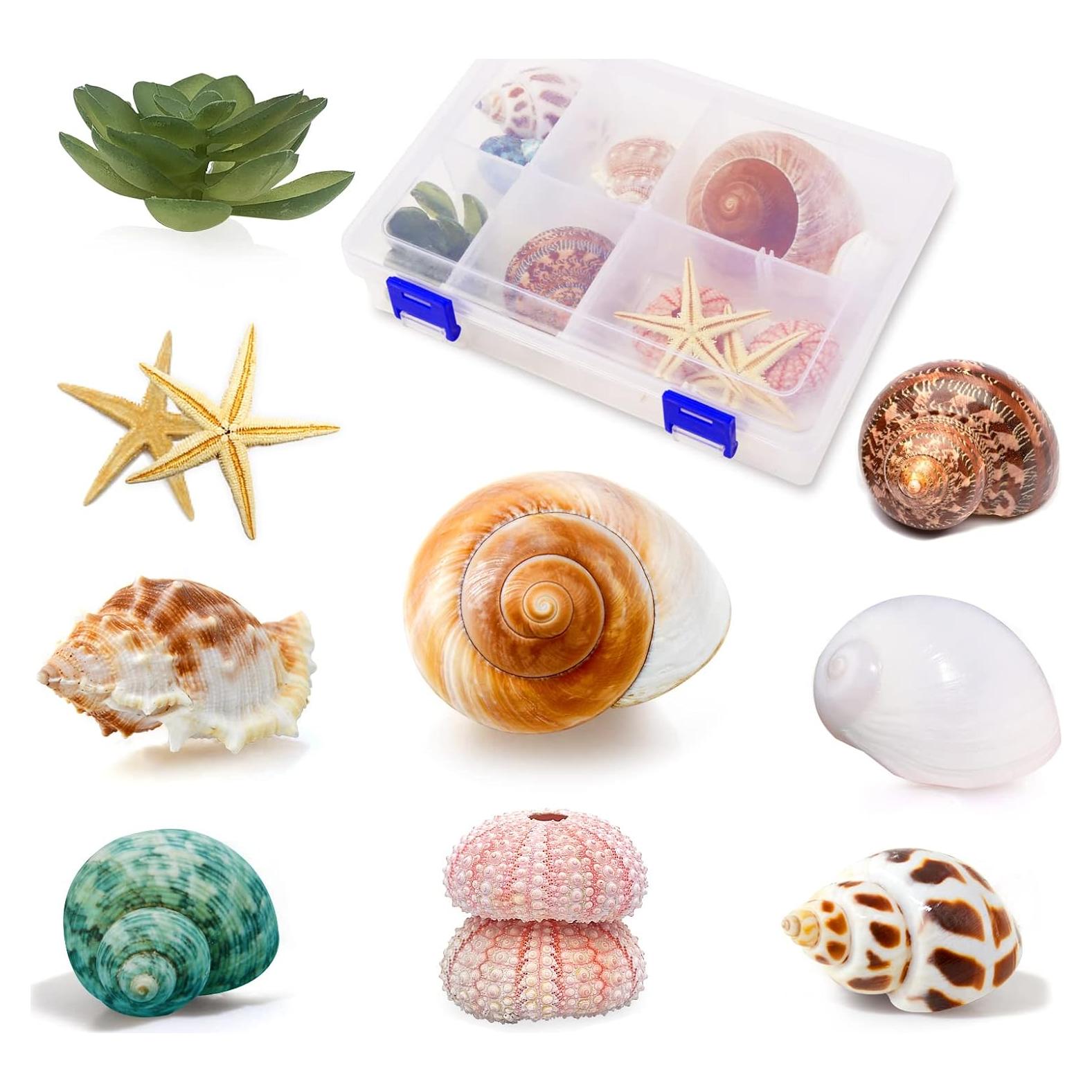 Conchas de Cangrejo Ermitaño Naturales LUCKY BABY 1.3-3 cm