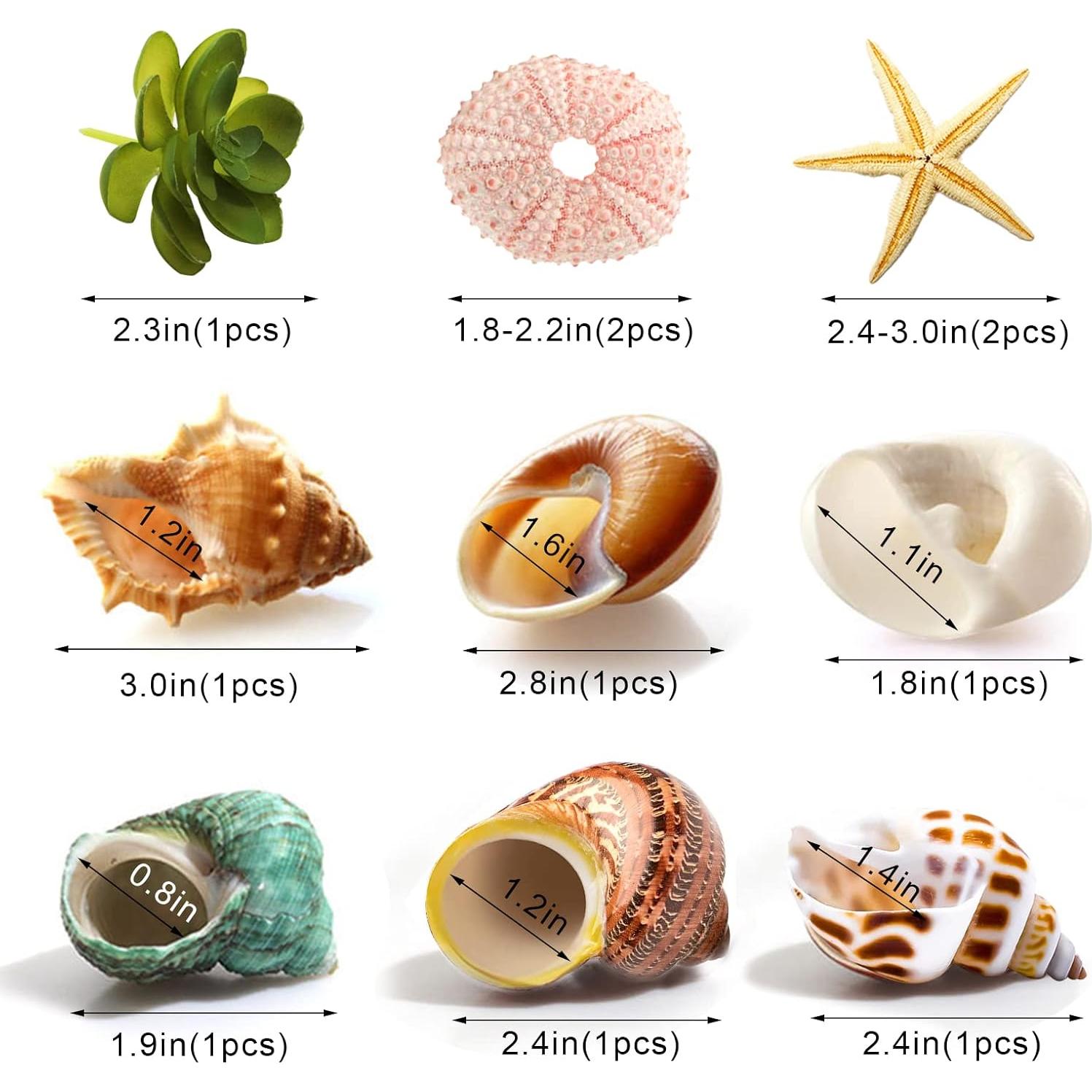 Conchas de Cangrejo Ermitaño Naturales LUCKY BABY 1.3-3 cm