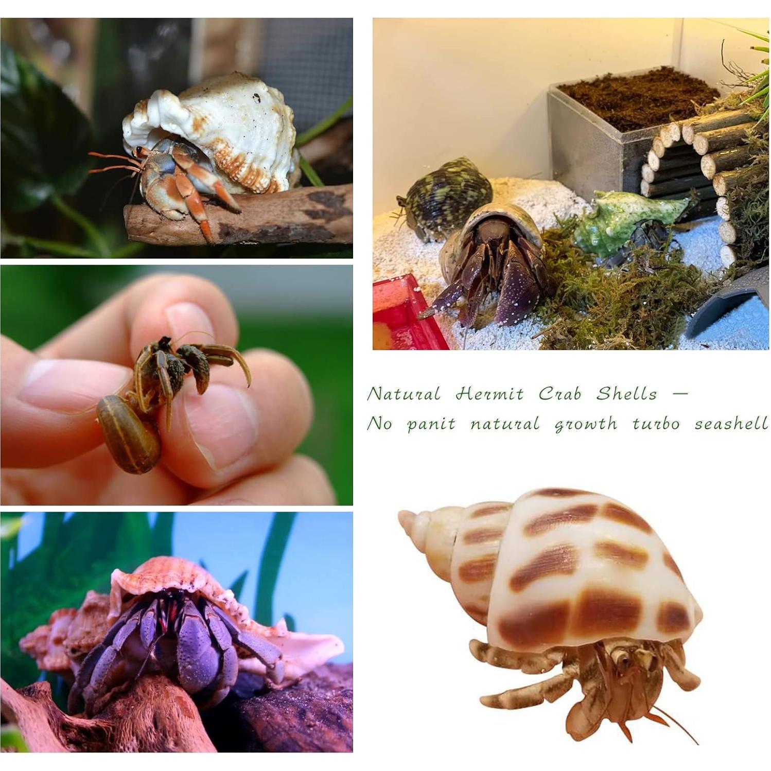 Conchas de Cangrejo Ermitaño Naturales LUCKY BABY 1.3-3 cm