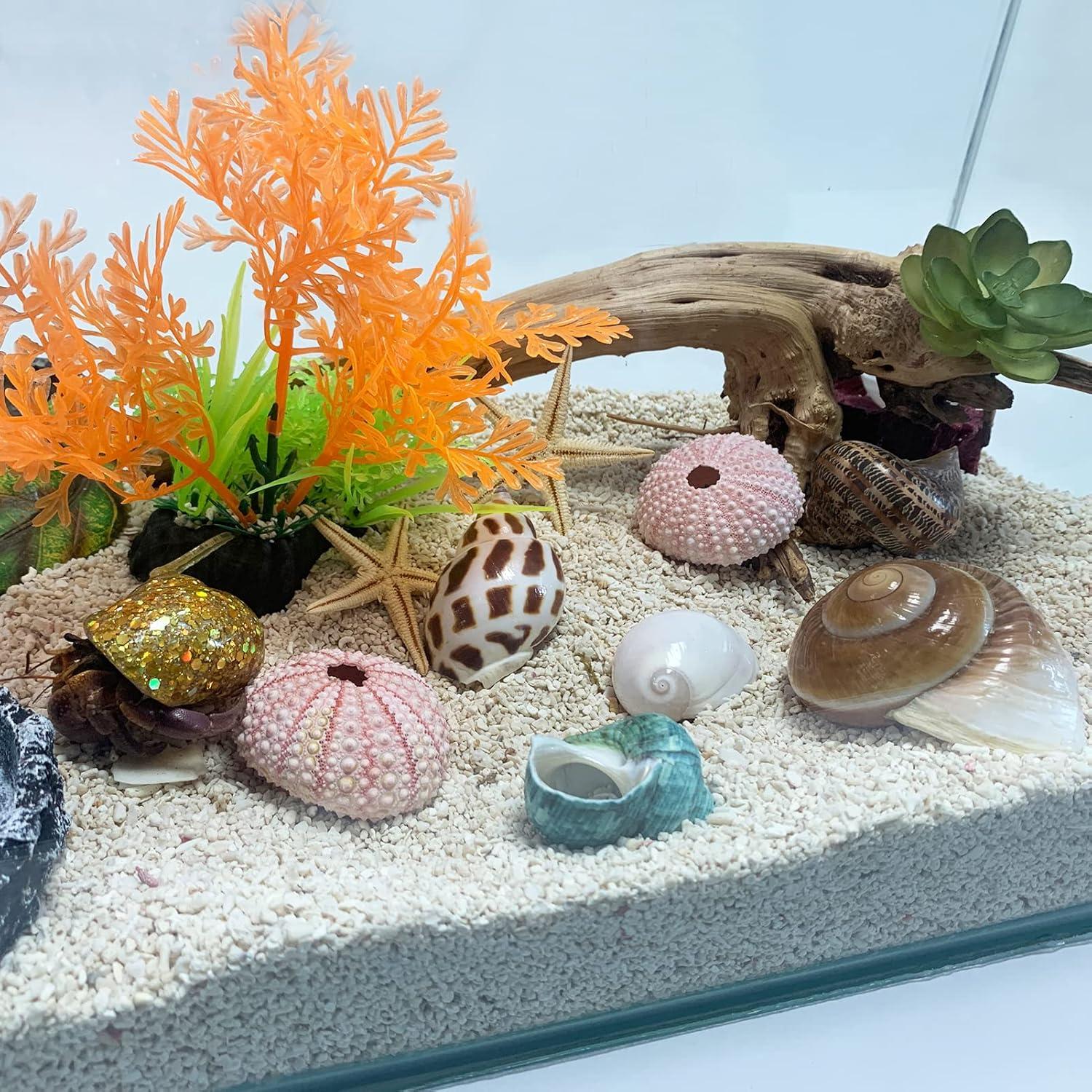 Conchas de Cangrejo Ermitaño Naturales LUCKY BABY 1.3-3 cm