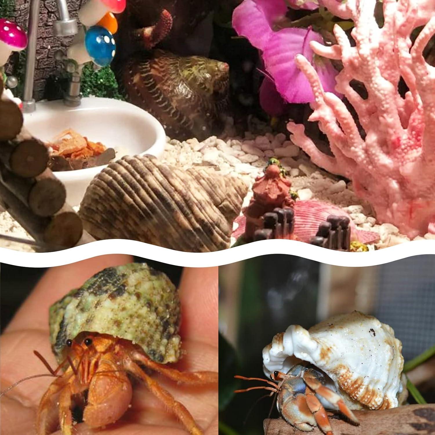 Conchas de Cangrejo Ermitaño Naturales LUCKY BABY 1.3-3 cm