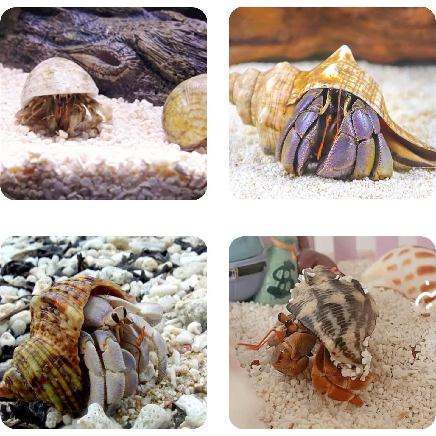 Conchas de Cangrejo Ermitaño Naturales LUCKY BABY 1.3-3 cm