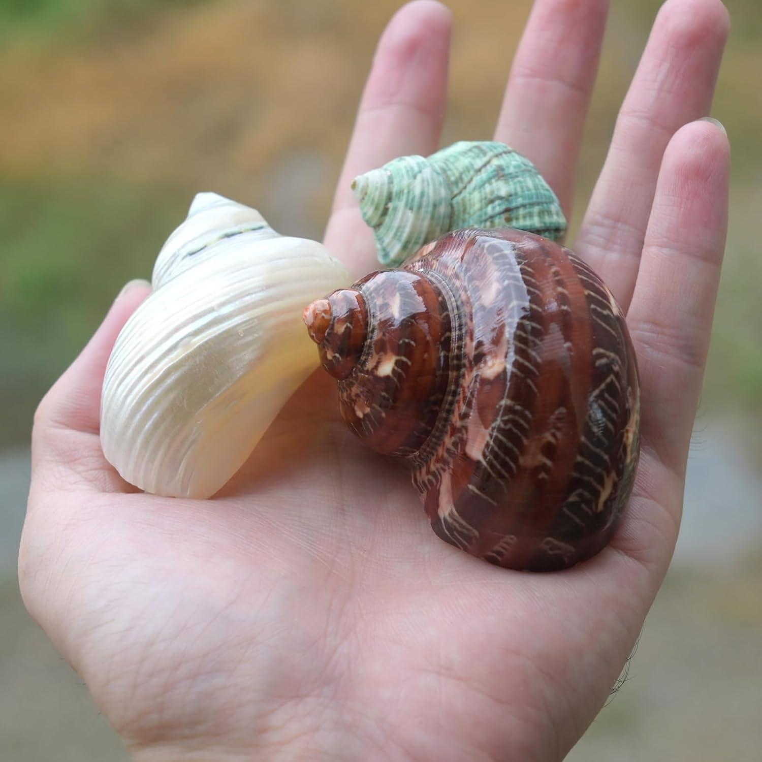 5 Piezas Conchas Naturales para Cangrejo Ermitaño Tamaño M