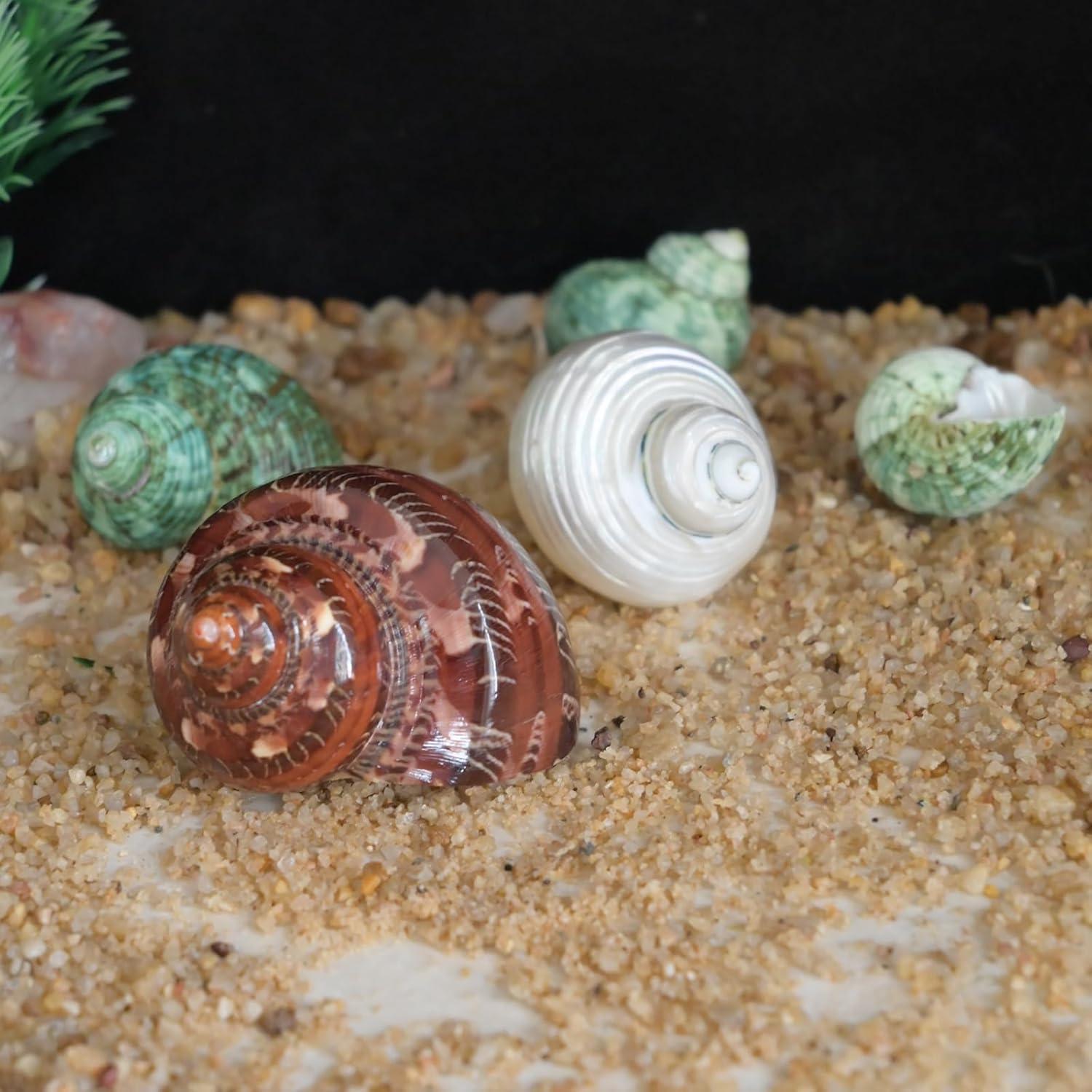 5 Piezas Conchas Naturales para Cangrejo Ermitaño Tamaño M