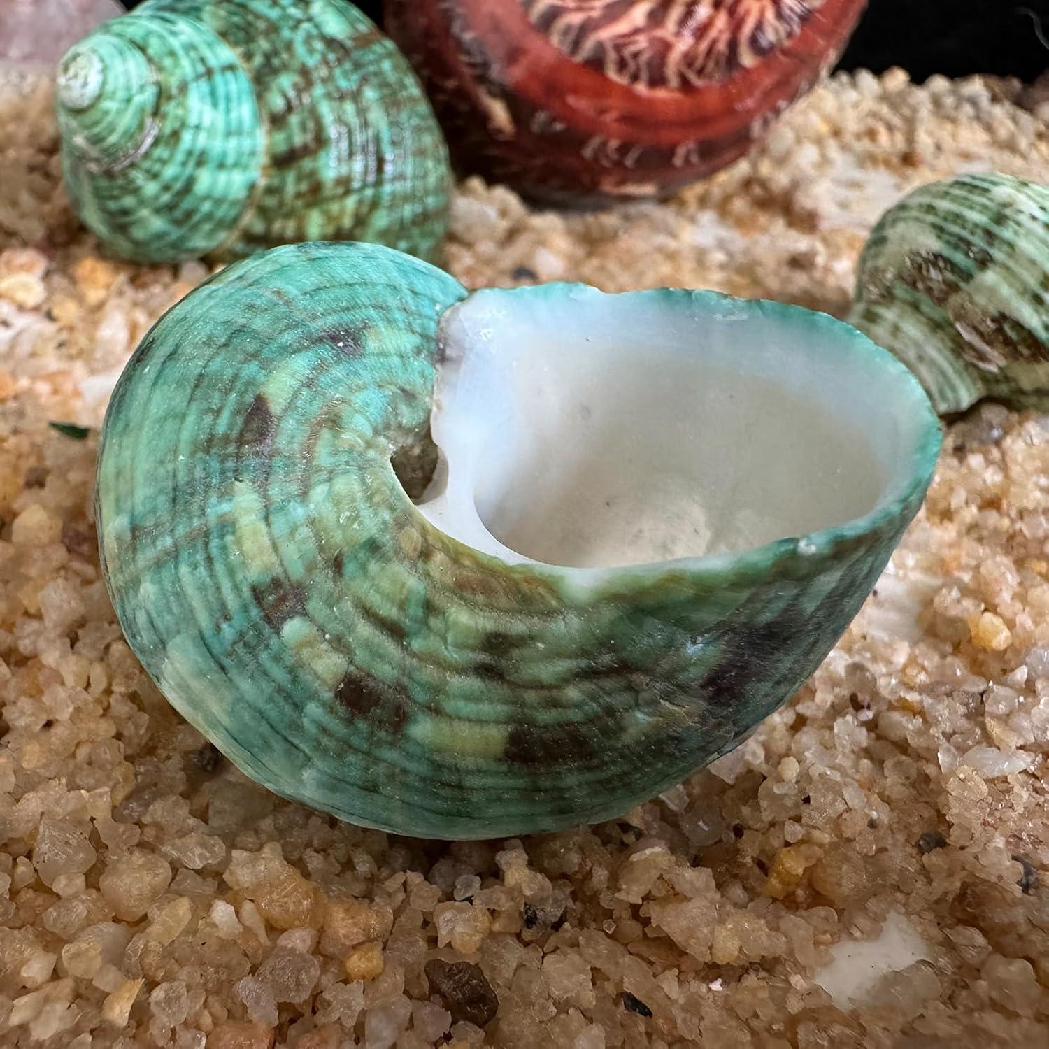 5 Piezas Conchas Naturales para Cangrejo Ermitaño Tamaño M