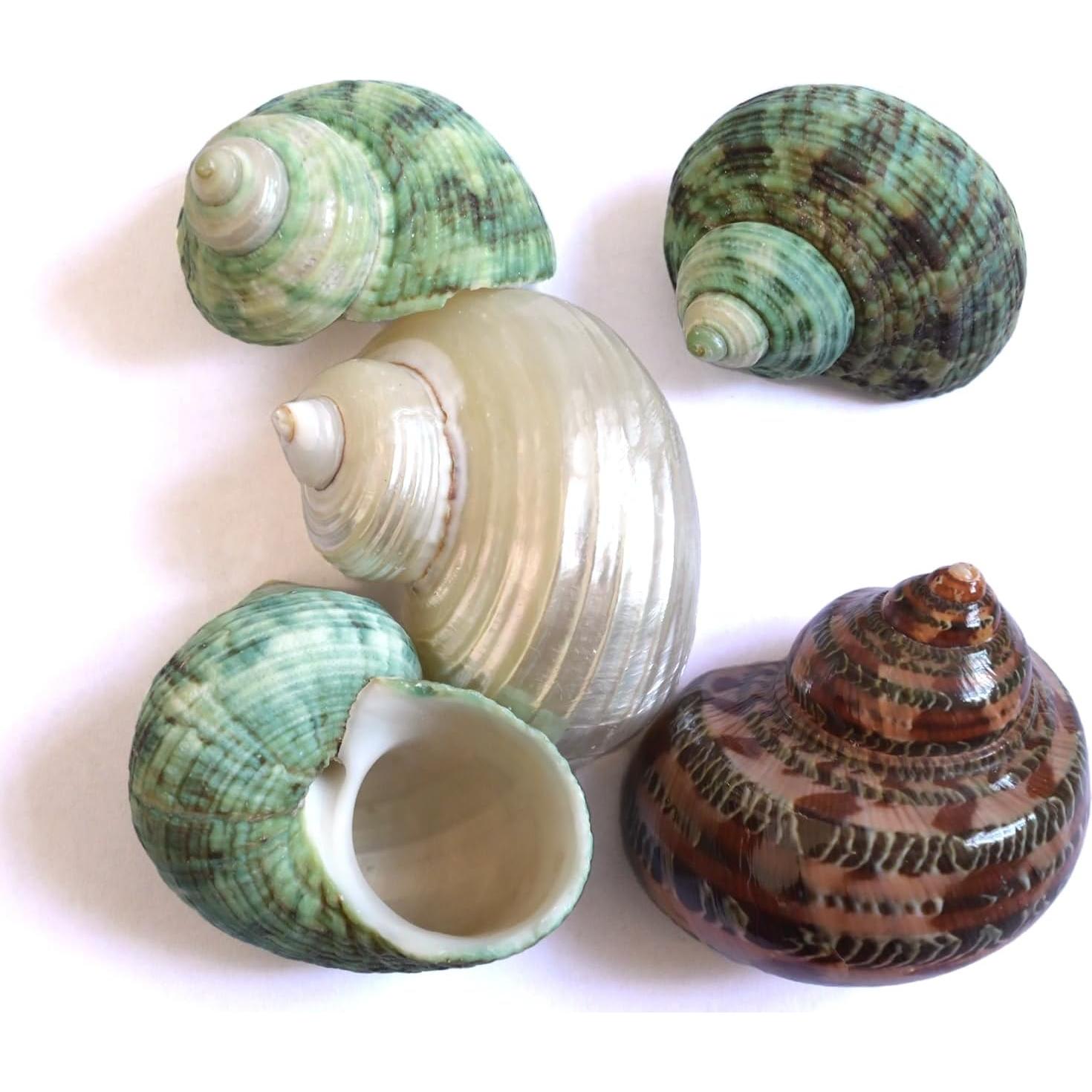 5 Piezas Conchas Naturales para Cangrejo Ermitaño Tamaño M