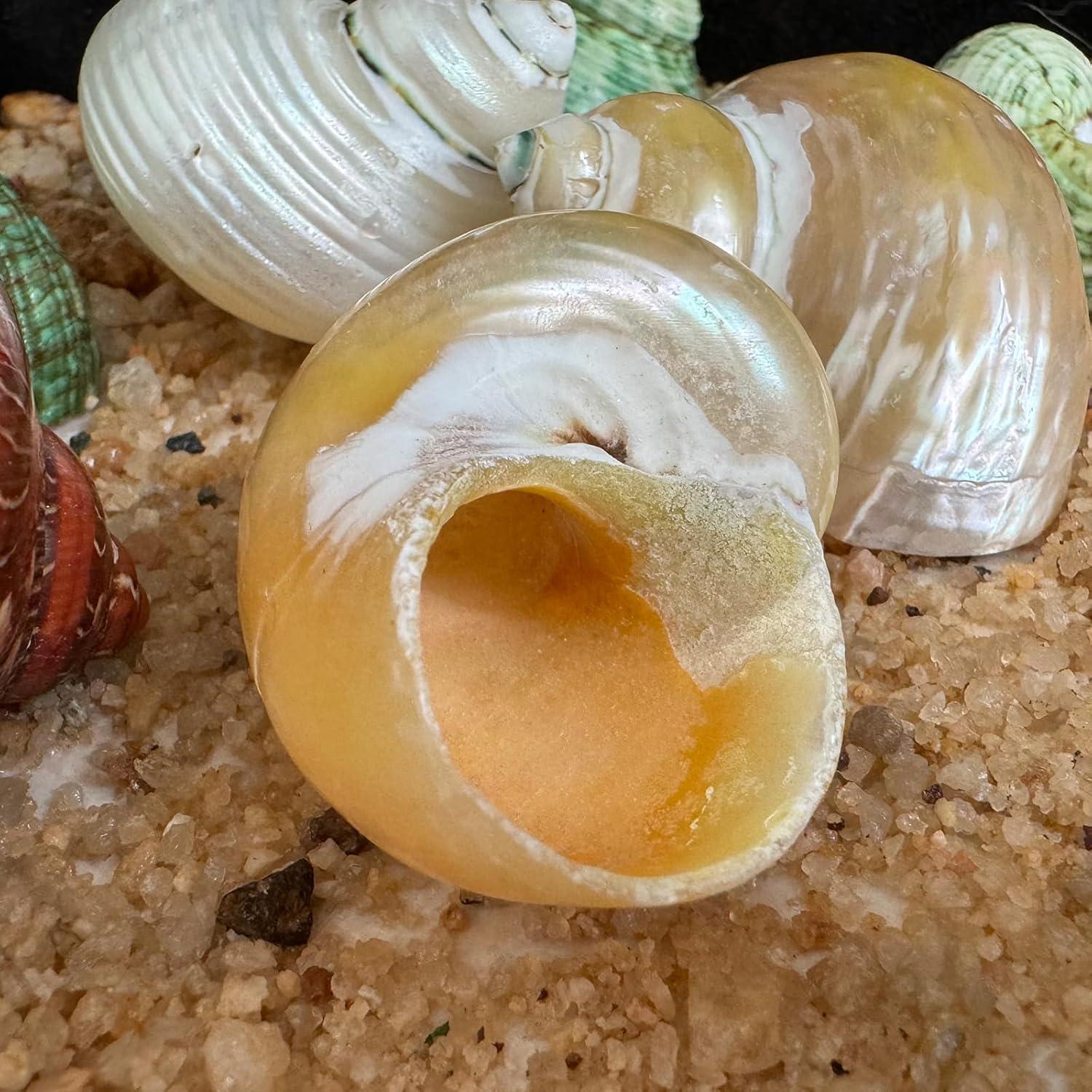 5 Piezas Conchas Naturales para Cangrejo Ermitaño Tamaño M