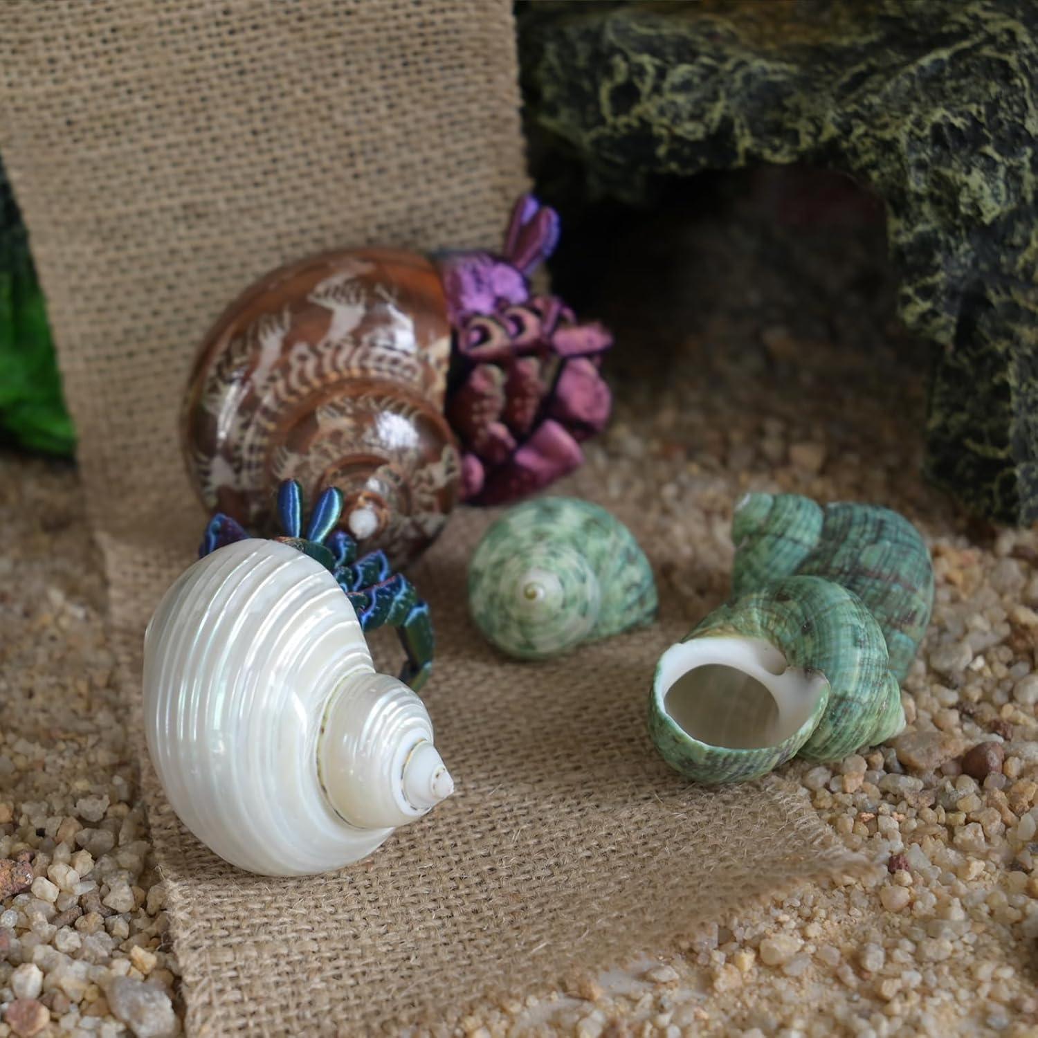 5 Piezas Conchas Naturales para Cangrejo Ermitaño Tamaño M