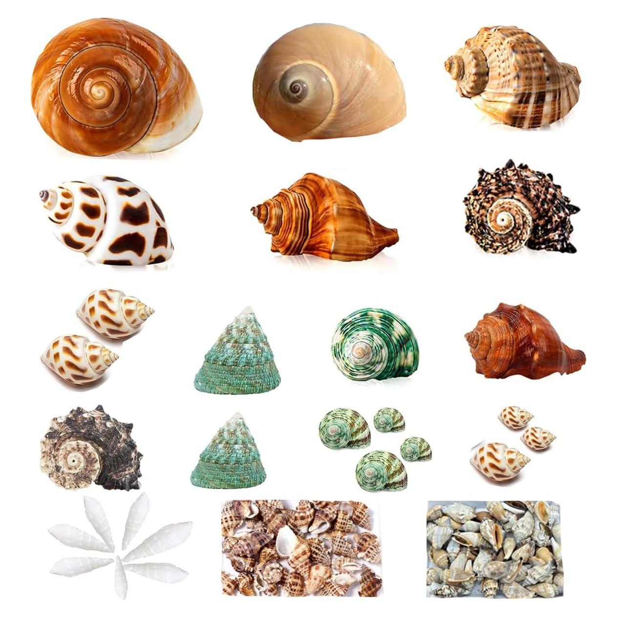 Conchas de Cangrejo Ermitaño SEAJIAYI 30 PCS Naturales 4-8 cm