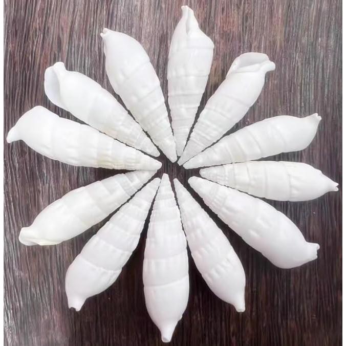 Conchas de Cangrejo Ermitaño SEAJIAYI 30 PCS Naturales 4-8 cm