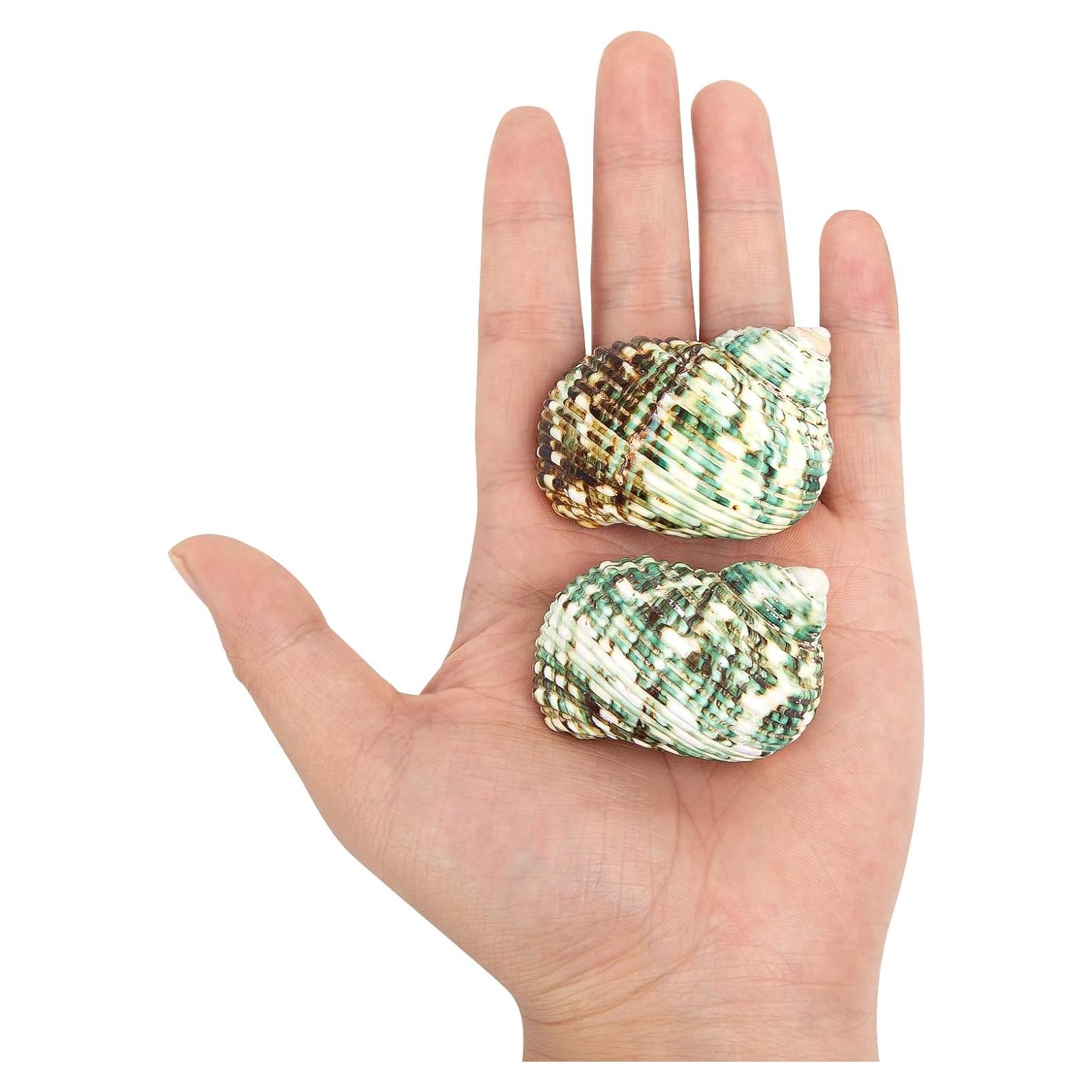 2PCS Conchas Naturales para Cangrejo Ermitaño Fuhai 5-6.6cm