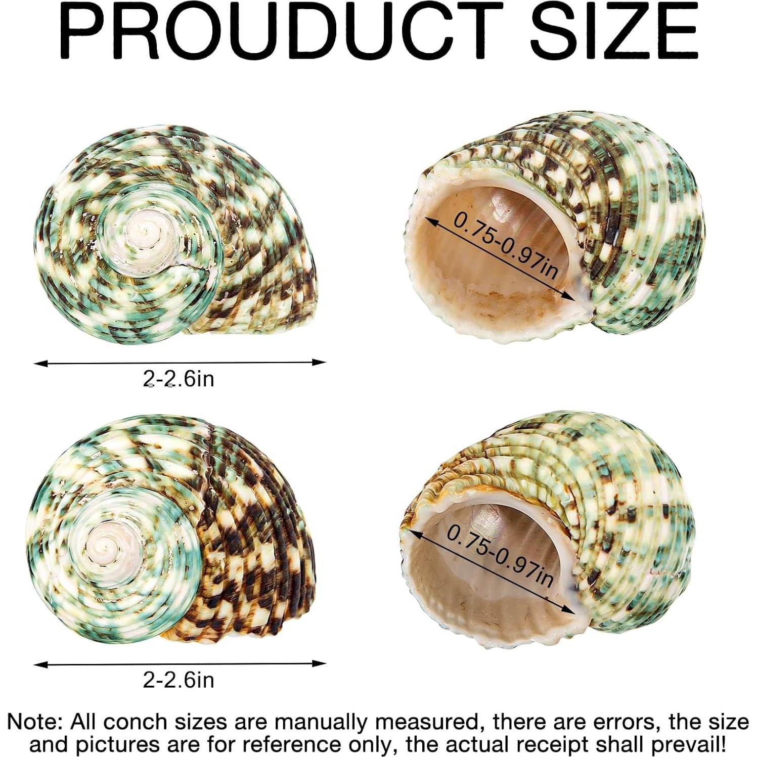 2PCS Conchas Naturales para Cangrejo Ermitaño Fuhai 5-6.6cm