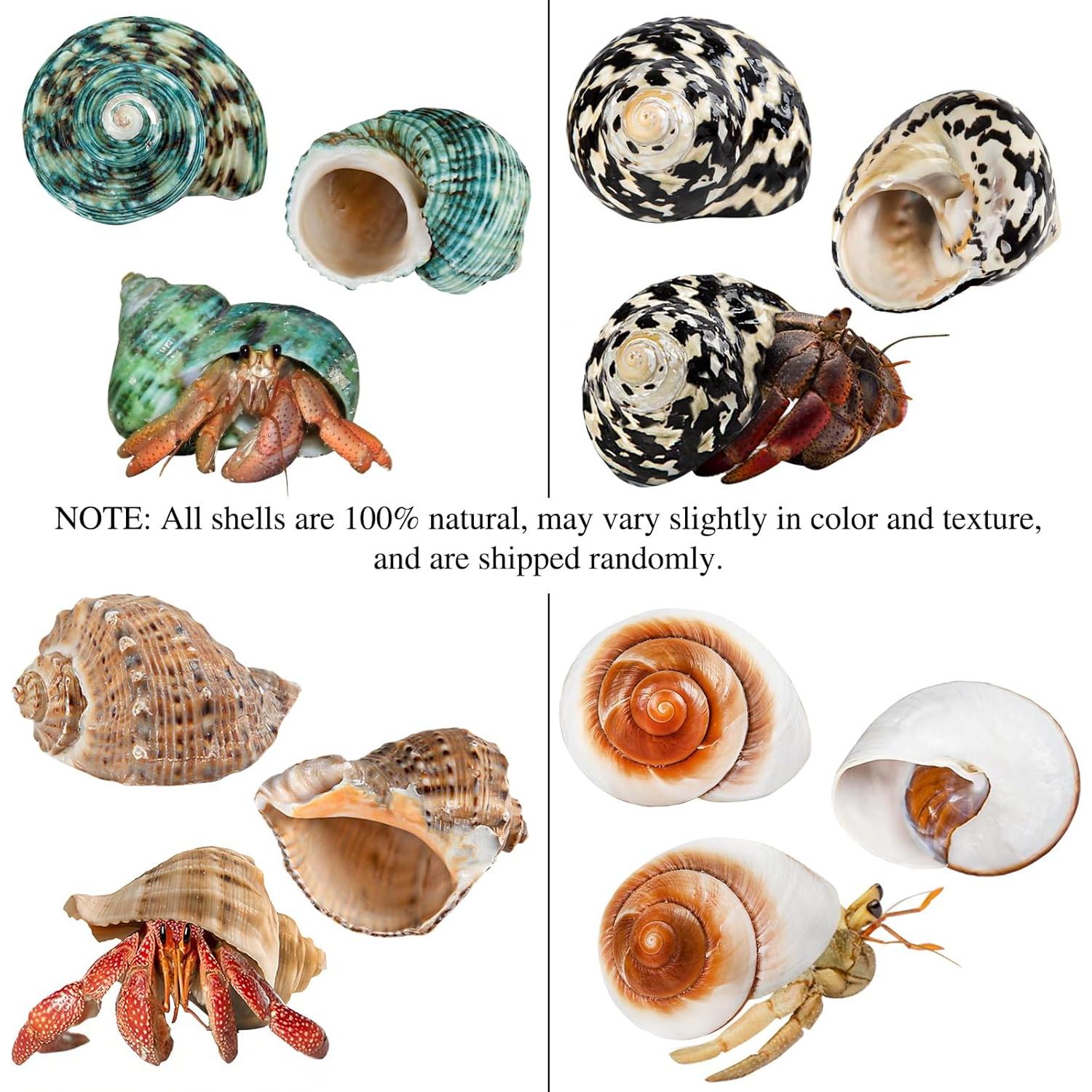 2PCS Conchas Naturales para Cangrejo Ermitaño Fuhai 5-6.6cm