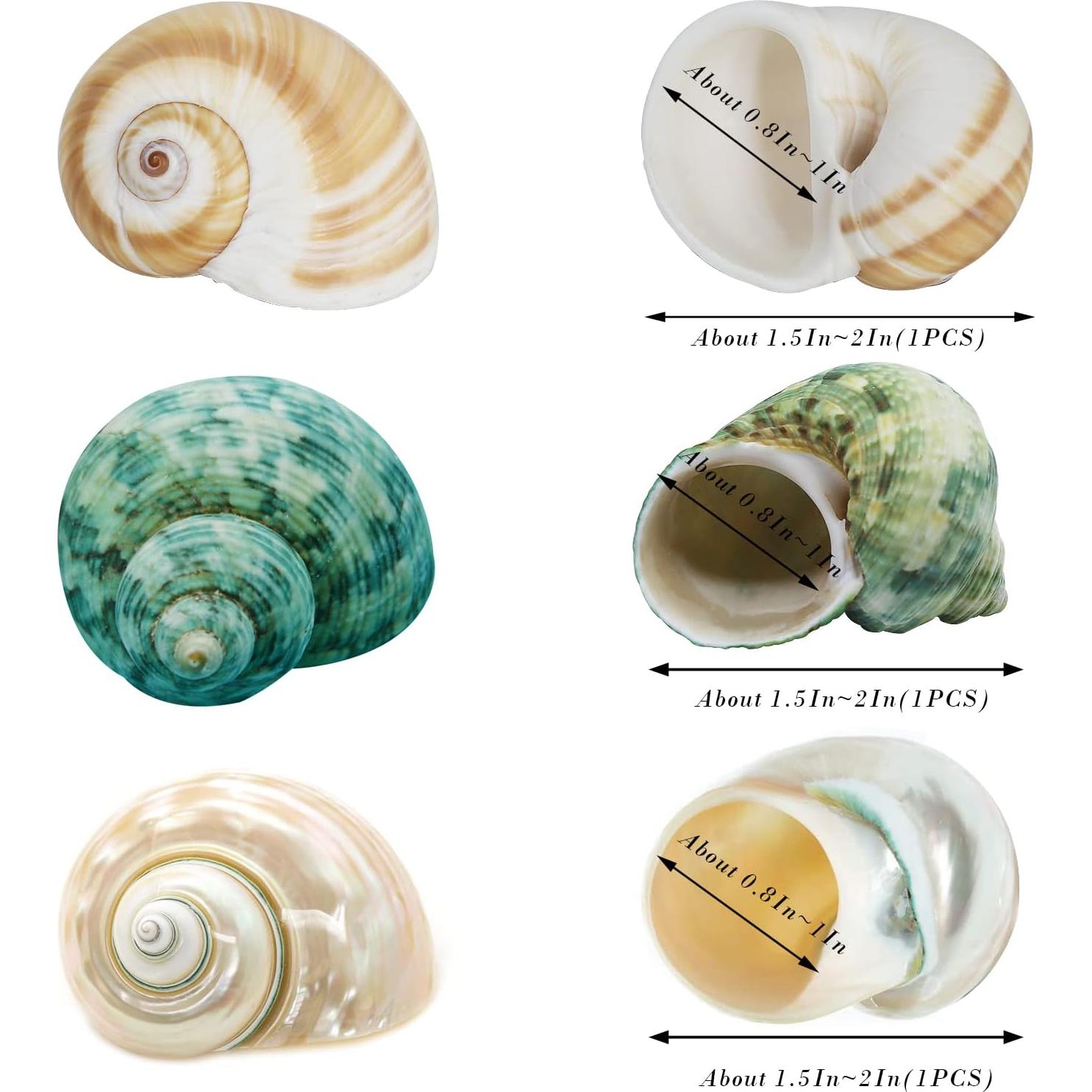 Conchas de Cangrejo Ermitaño QICQDRAM 3 Piezas Naturales 3.81-5.08cm