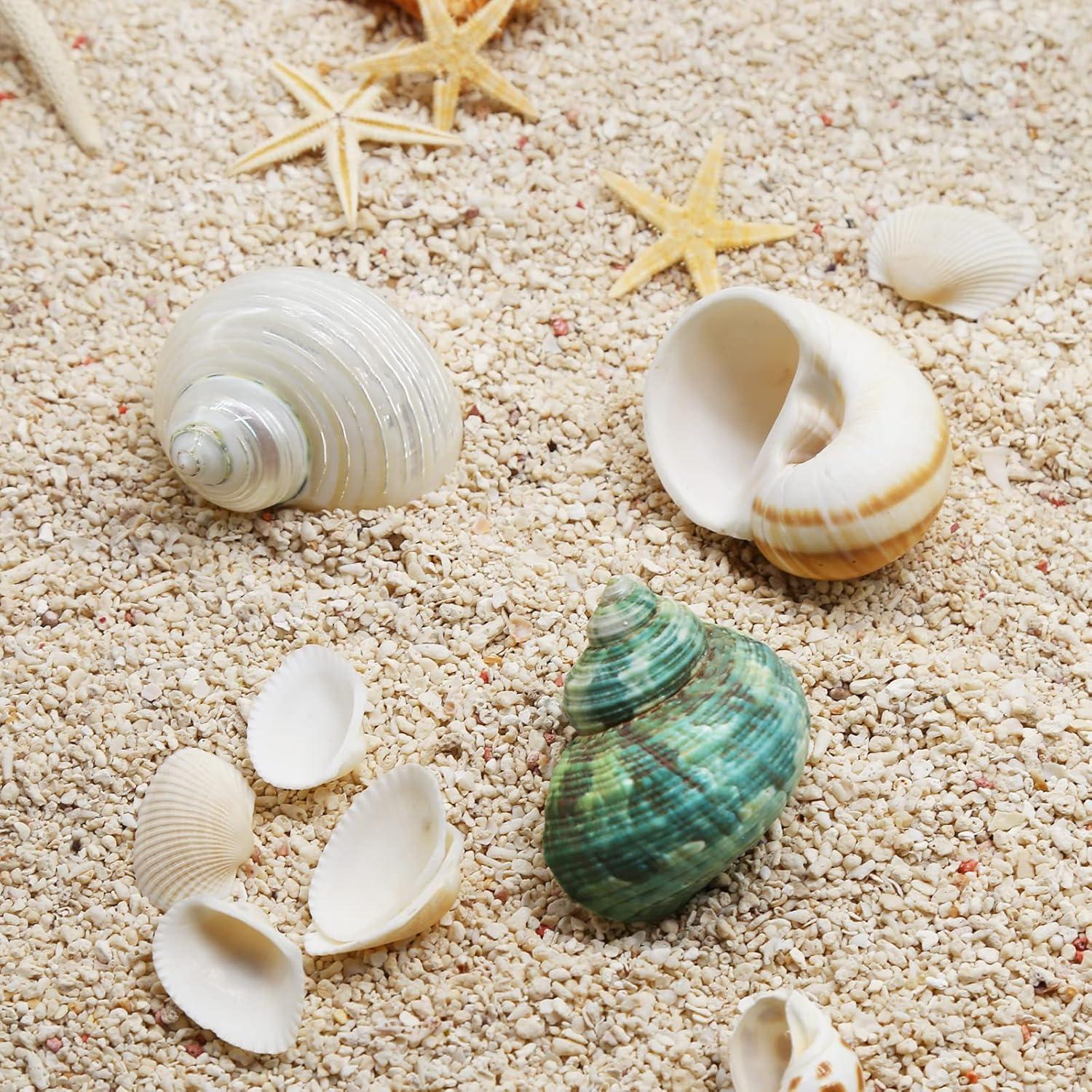 Conchas de Cangrejo Ermitaño QICQDRAM 3 Piezas Naturales 3.81-5.08cm