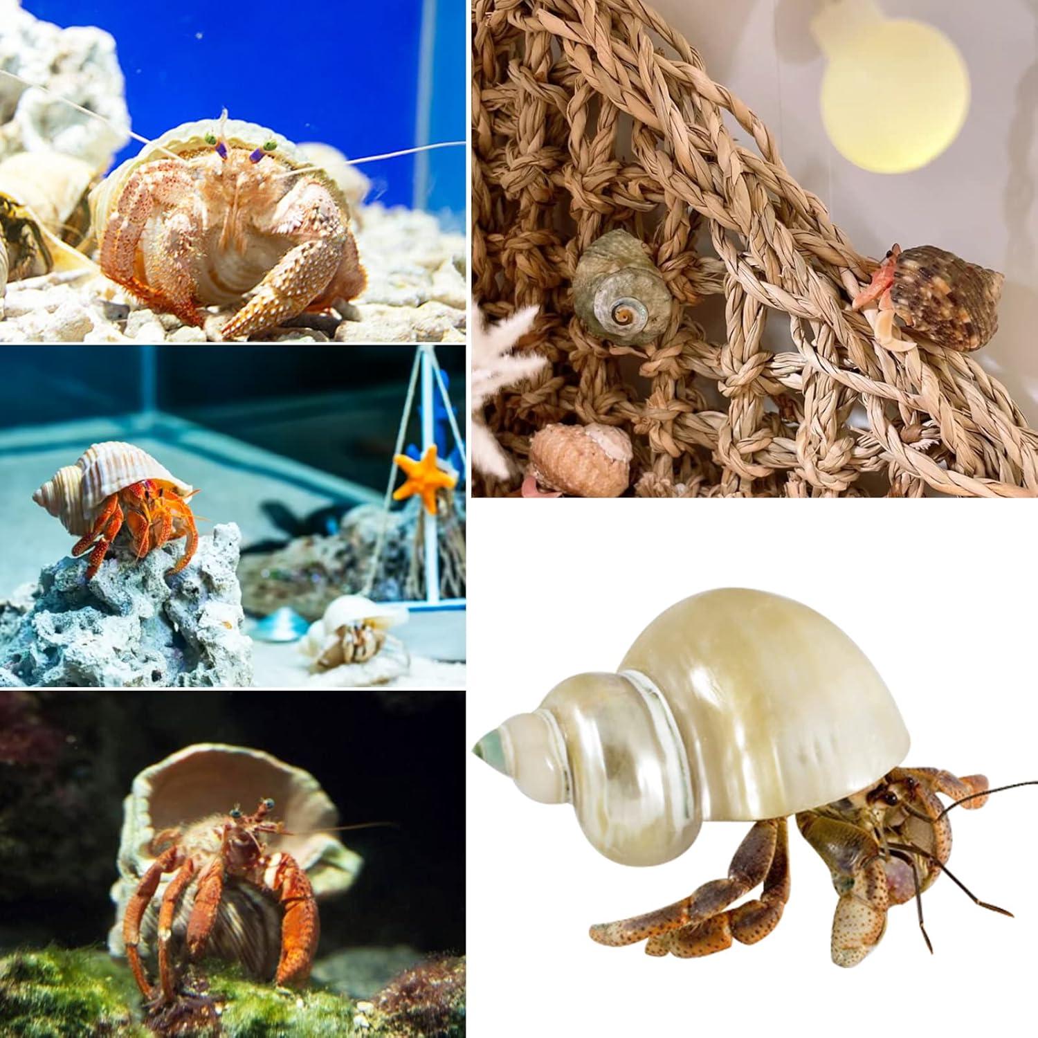 Conchas de Cangrejo Ermitaño QICQDRAM 3 Piezas Naturales 3.81-5.08cm