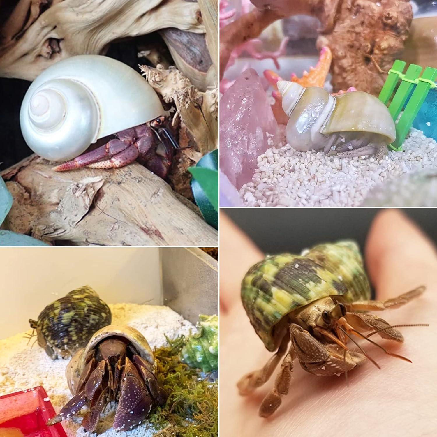 Conchas de Cangrejo Ermitaño QICQDRAM 3 Piezas Naturales 3.81-5.08cm