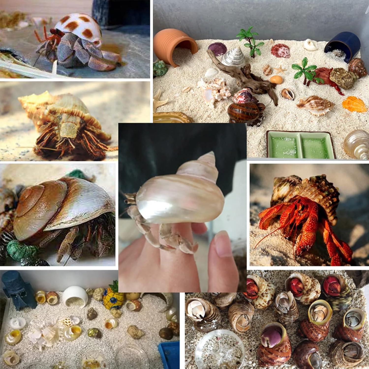 Conchas de Cangrejo Ermitaño QICQDRAM 3 Piezas Naturales 3.81-5.08cm