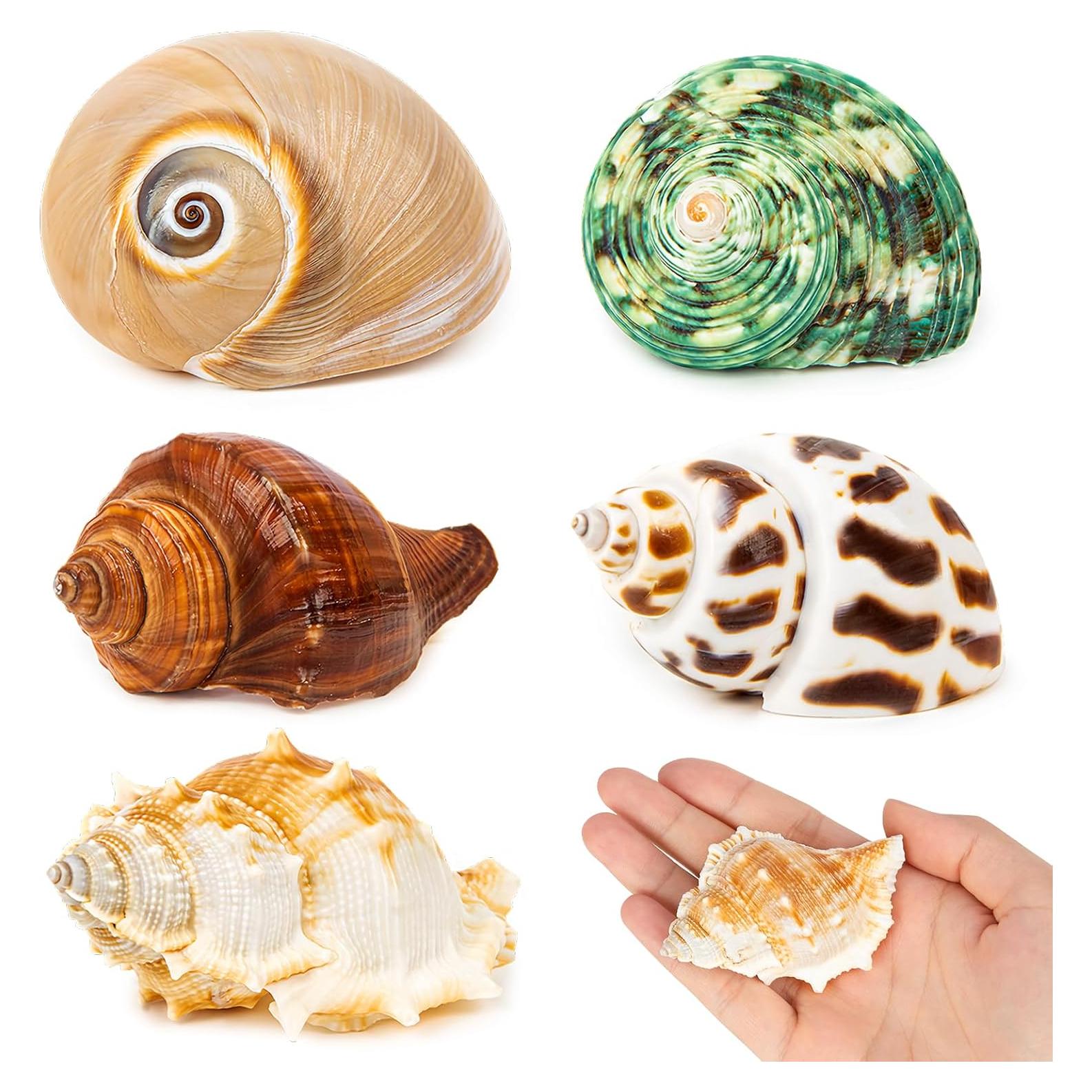 5 Conchas de Cangrejo Ermitaño WeDoSoy Naturales 5.3-7.1 cm