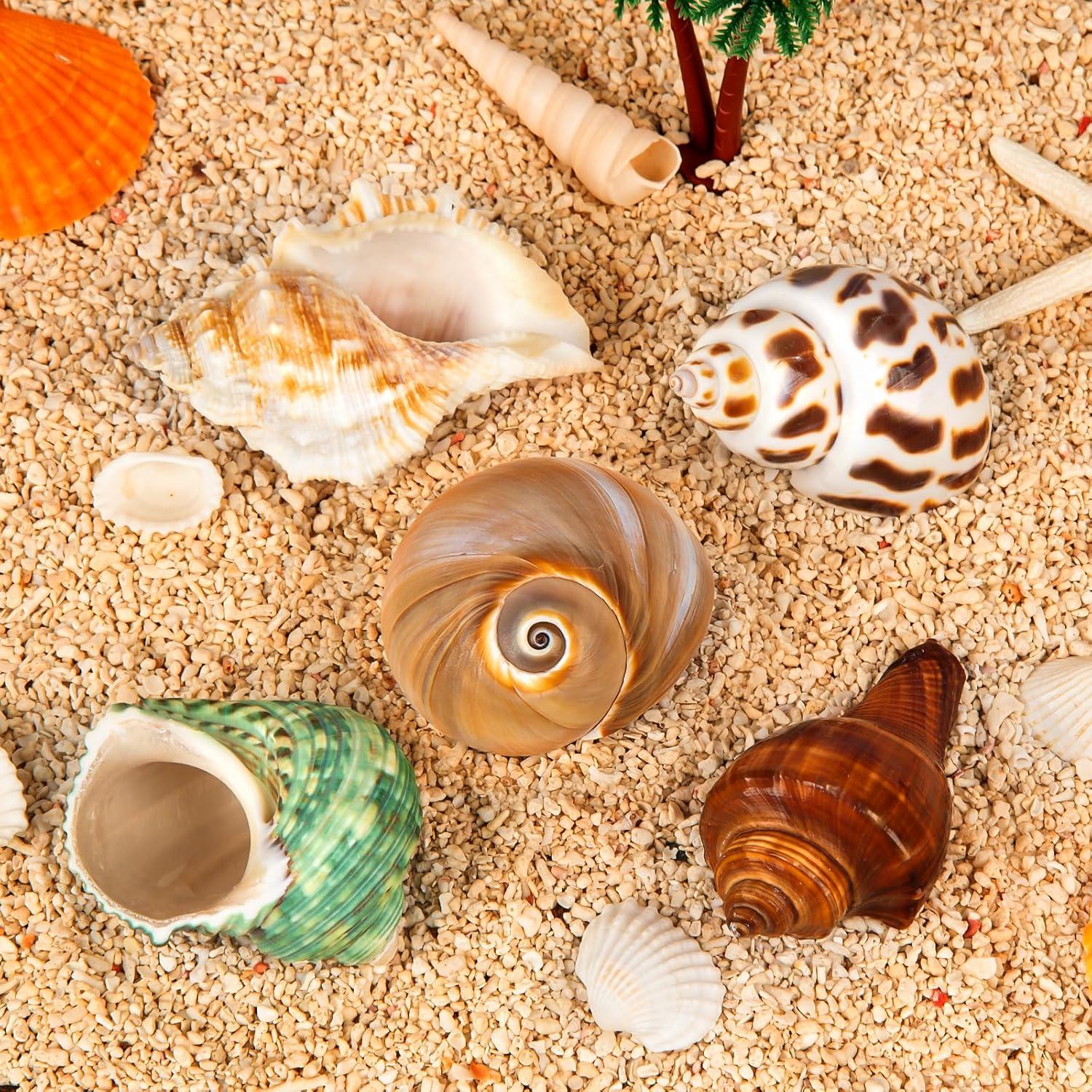 5 Conchas de Cangrejo Ermitaño WeDoSoy Naturales 5.3-7.1 cm