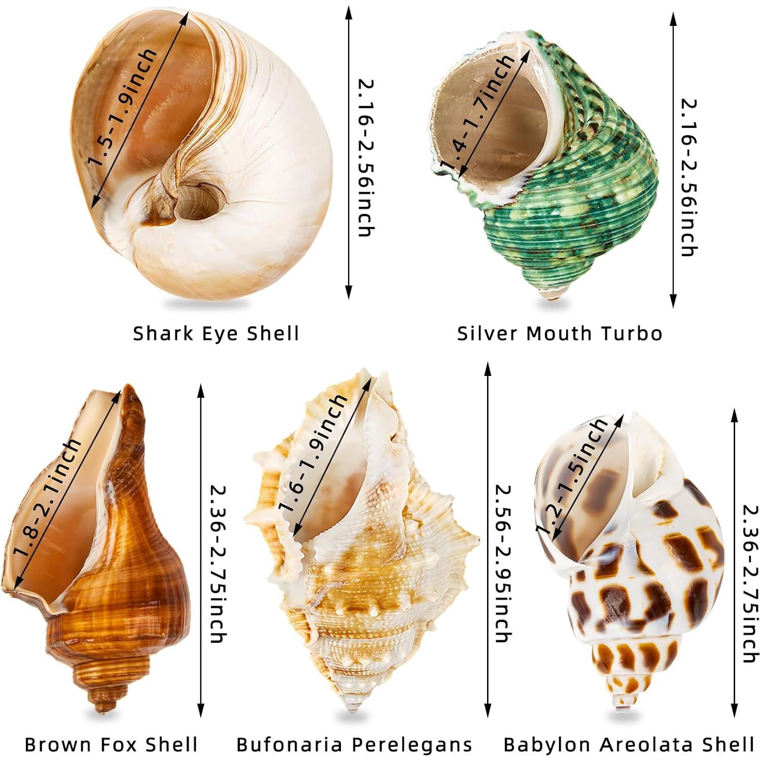 5 Conchas de Cangrejo Ermitaño WeDoSoy Naturales 5.3-7.1 cm