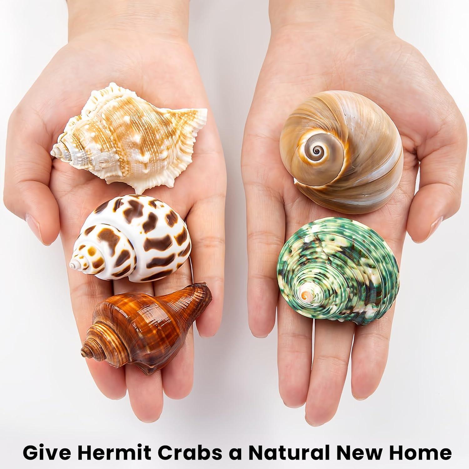 5 Conchas de Cangrejo Ermitaño WeDoSoy Naturales 5.3-7.1 cm