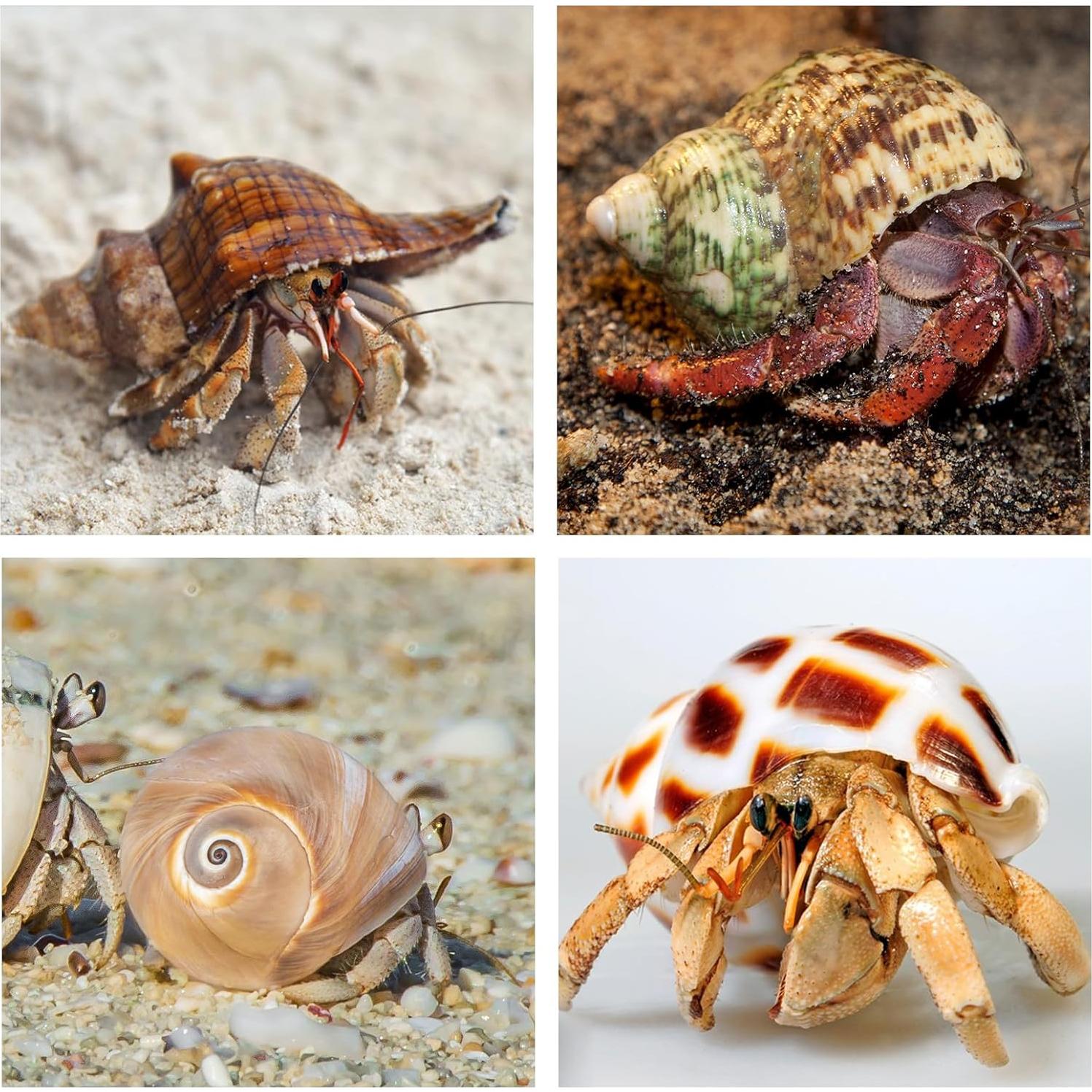 5 Conchas de Cangrejo Ermitaño WeDoSoy Naturales 5.3-7.1 cm