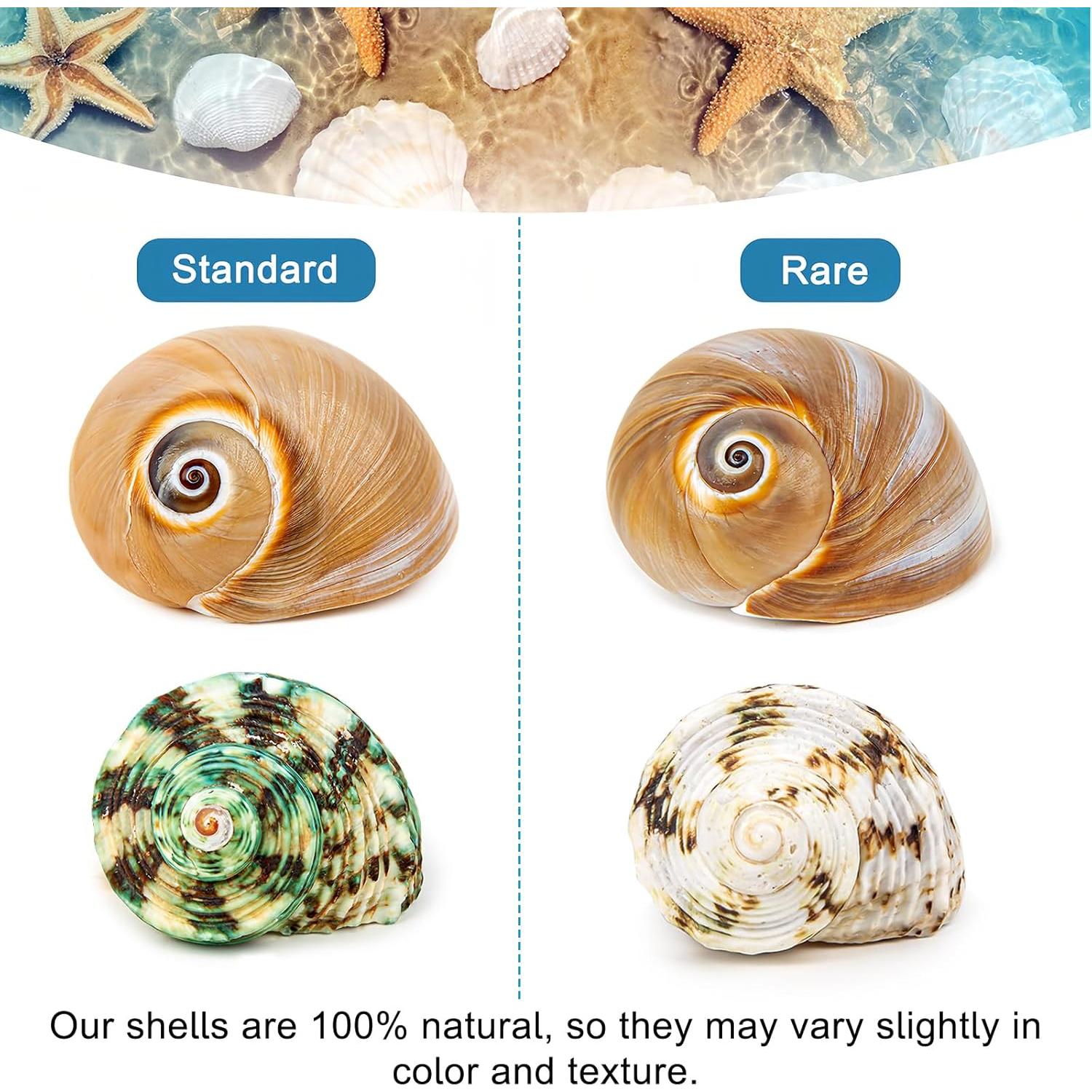 5 Conchas de Cangrejo Ermitaño WeDoSoy Naturales 5.3-7.1 cm