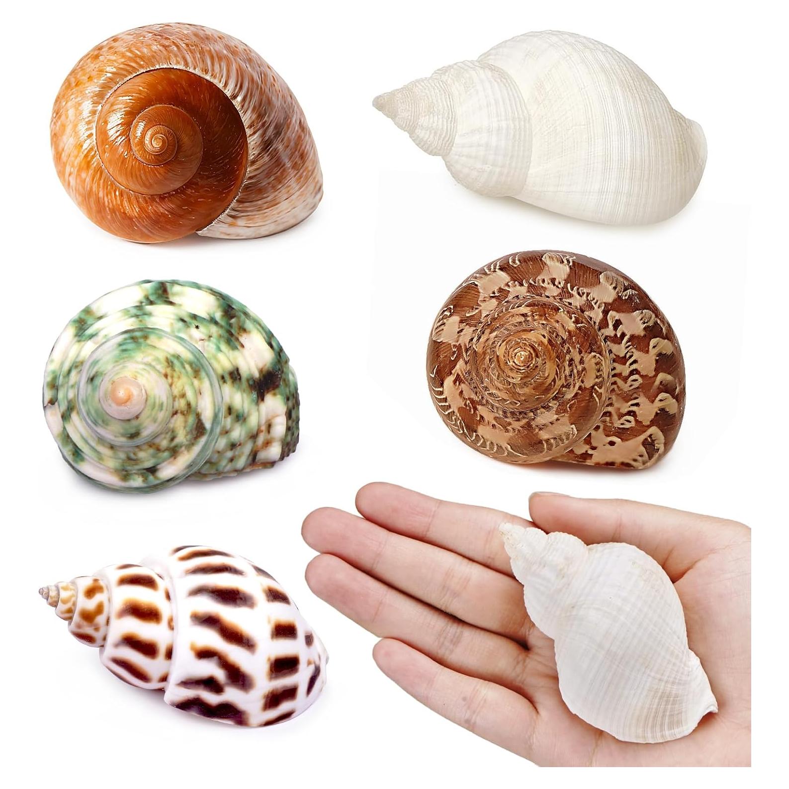 5 Piezas Conchas de Cangrejo Ermitaño Fectzuea Naturales 5.8-8.9 cm