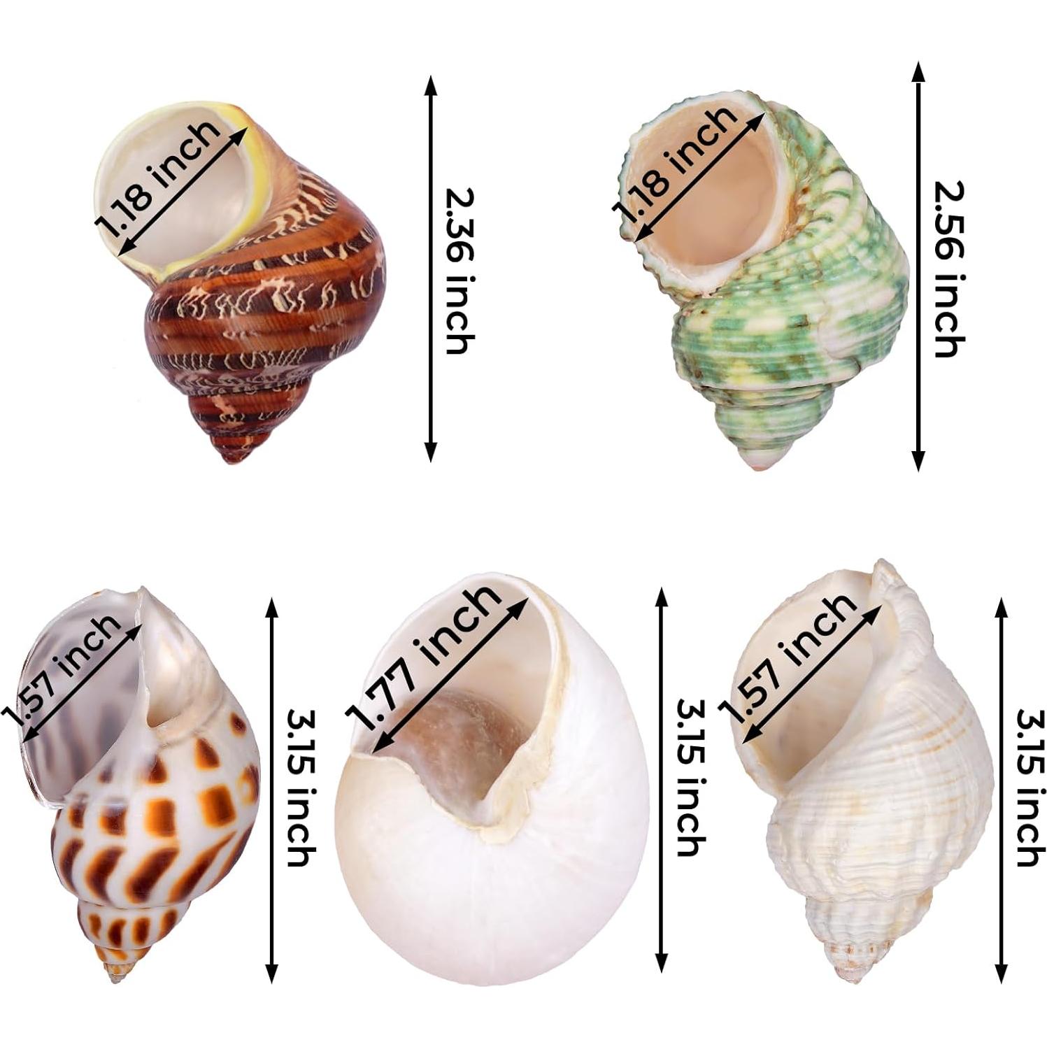 5 Piezas Conchas de Cangrejo Ermitaño Fectzuea Naturales 5.8-8.9 cm