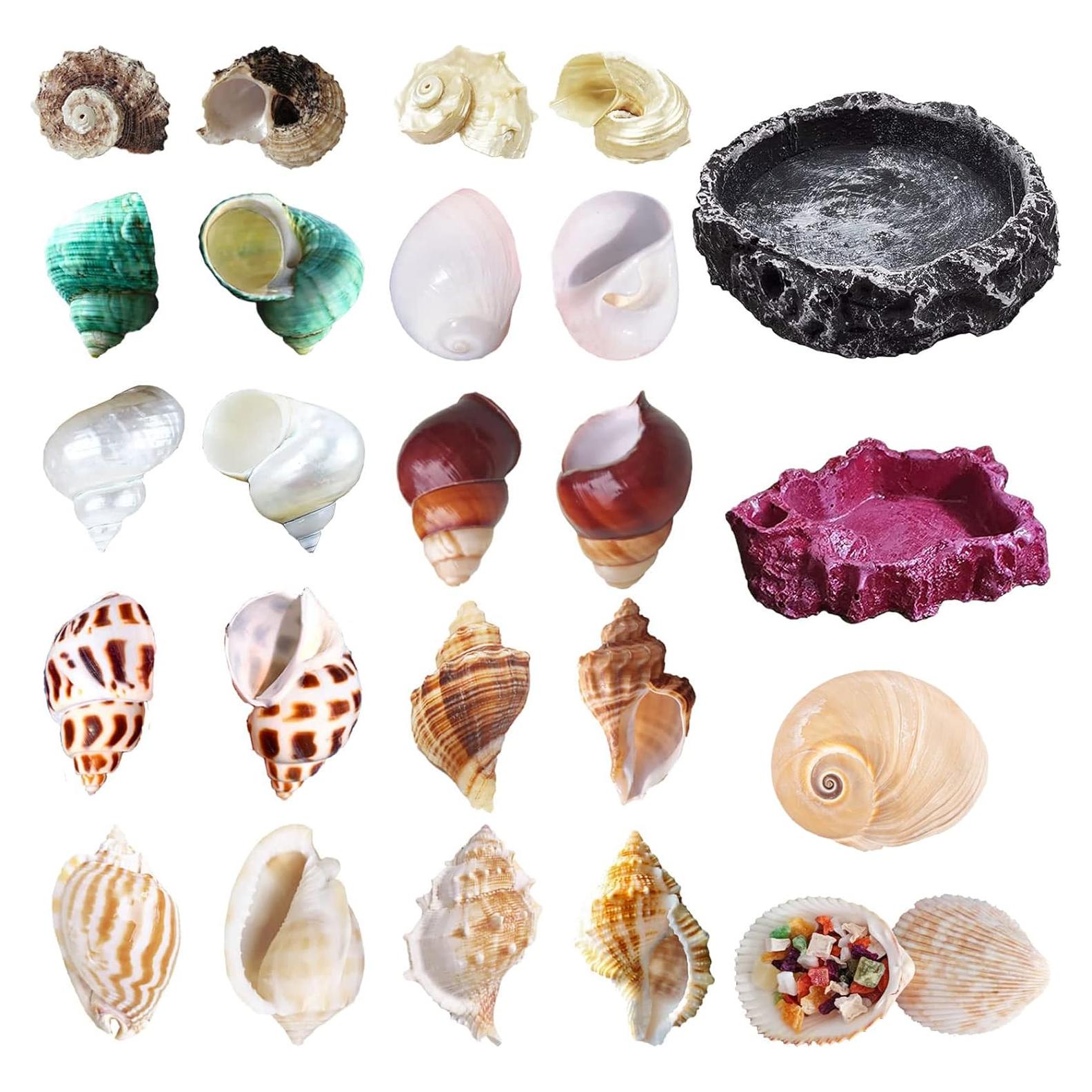 Paquete de 13 Conchas de Cangrejo Ermitaño SINKOO + 2 Tazones