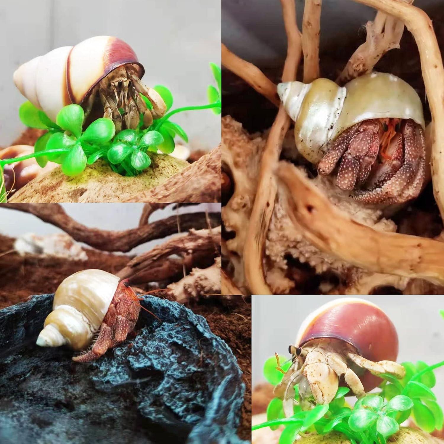 Paquete de 13 Conchas de Cangrejo Ermitaño SINKOO + 2 Tazones