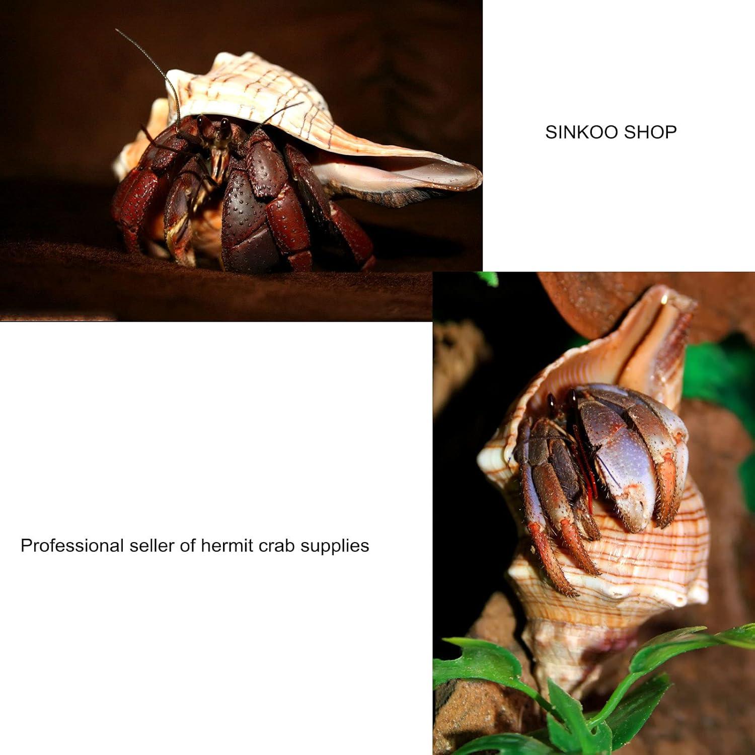 Paquete de 13 Conchas de Cangrejo Ermitaño SINKOO + 2 Tazones