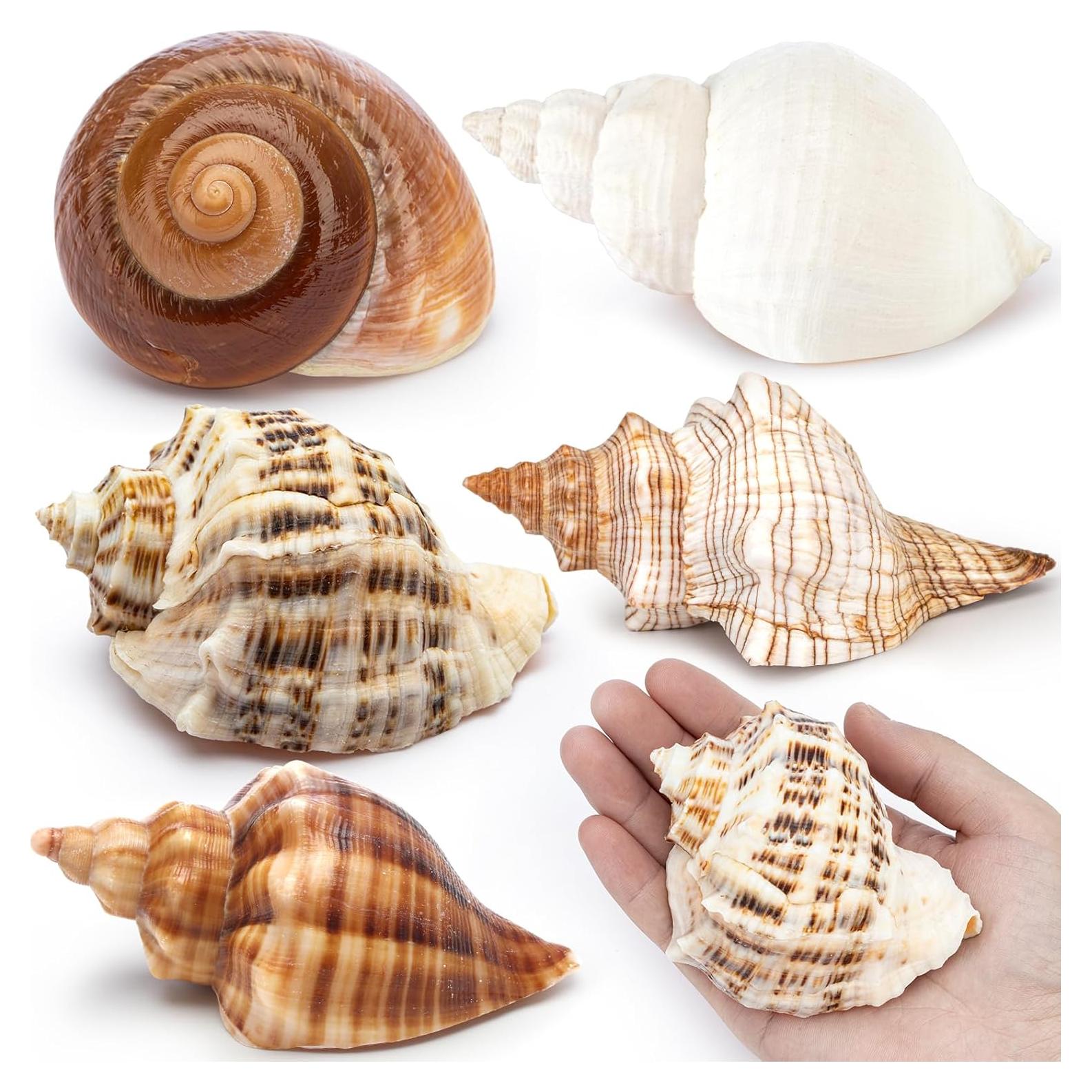 5 Piezas Conchas de Cangrejo Ermitaño Naturales 7.6-11.4cm