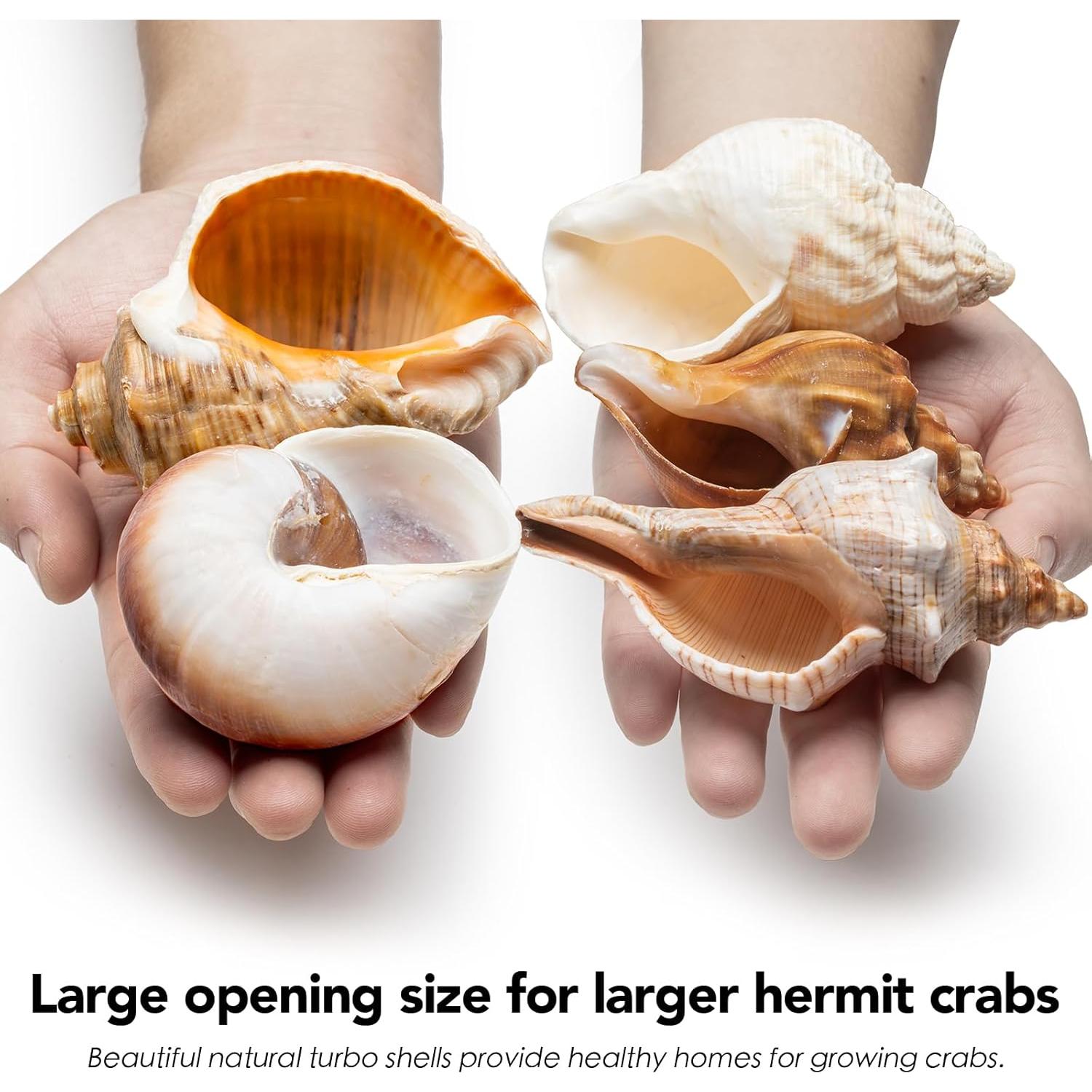 5 Piezas Conchas de Cangrejo Ermitaño Naturales 7.6-11.4cm