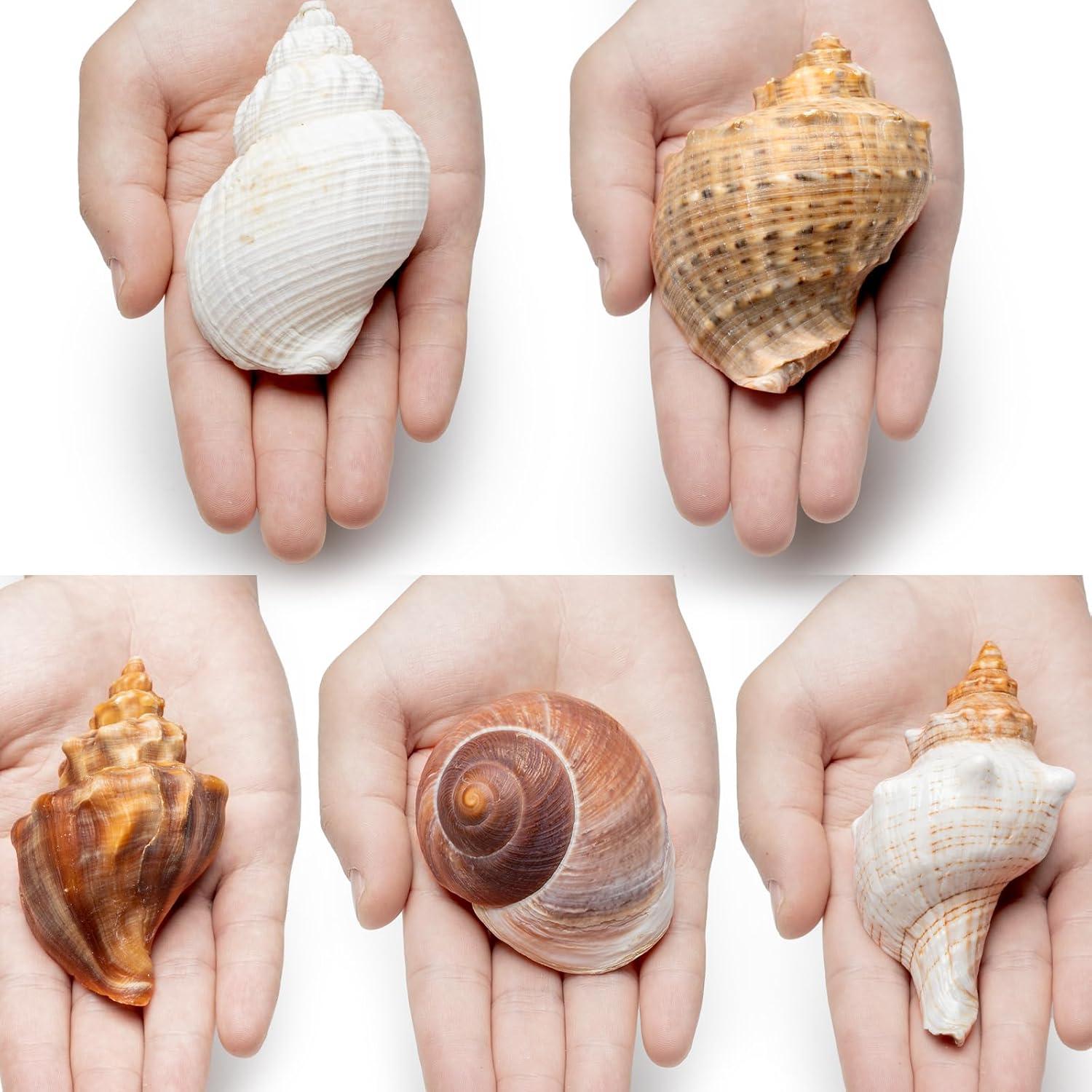 5 Piezas Conchas de Cangrejo Ermitaño Naturales 7.6-11.4cm