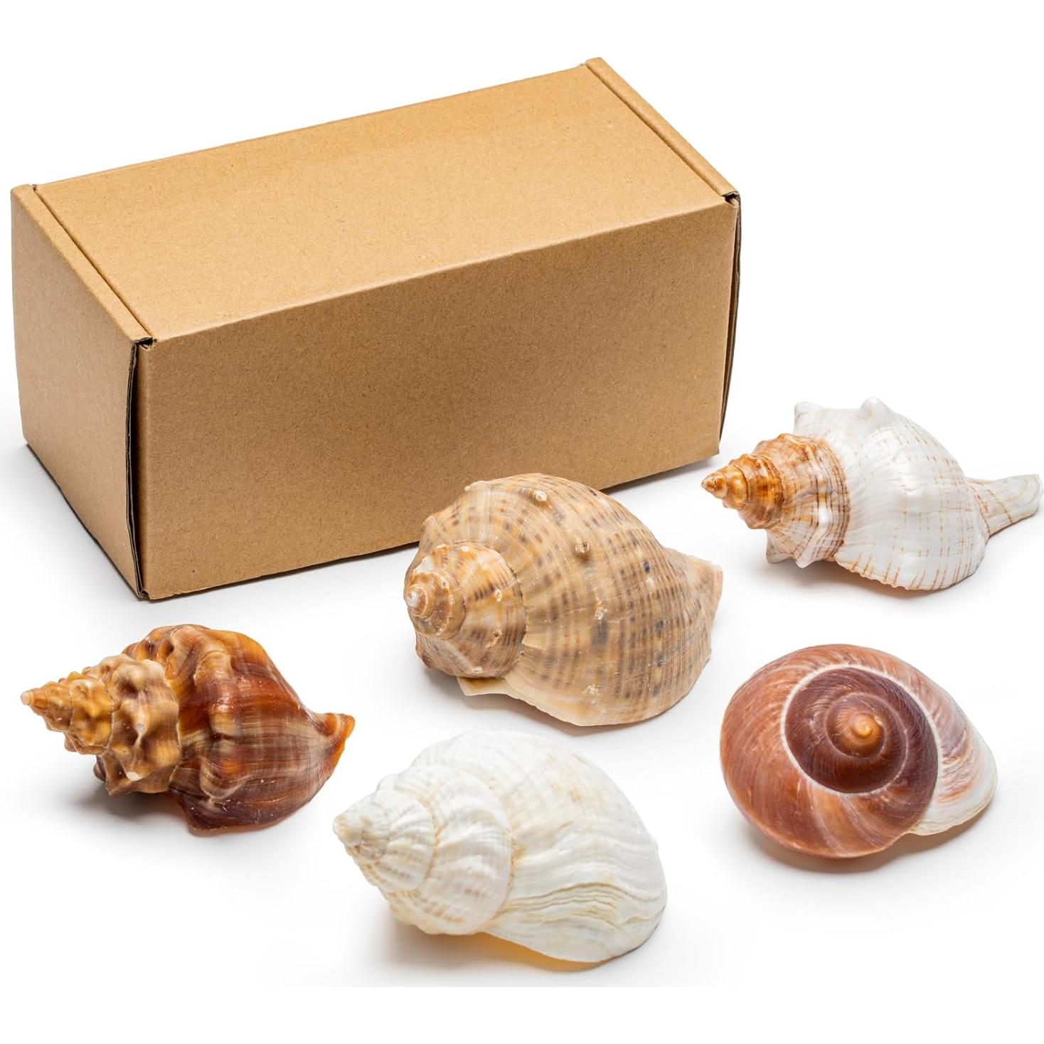 5 Piezas Conchas de Cangrejo Ermitaño Naturales 7.6-11.4cm